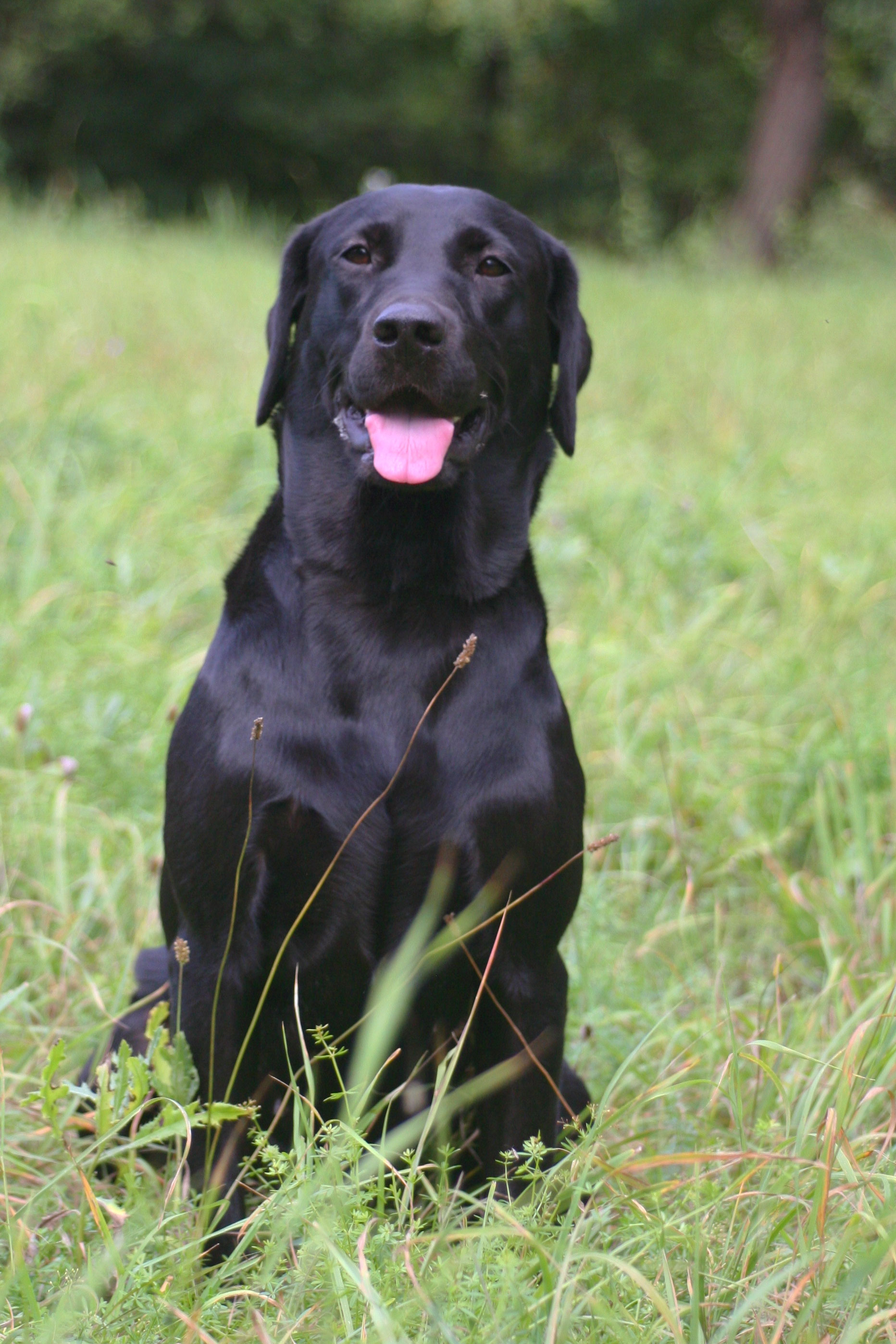 Lightning Fast Everything I Do "Elly" Lightning Fast Labrador Retriever