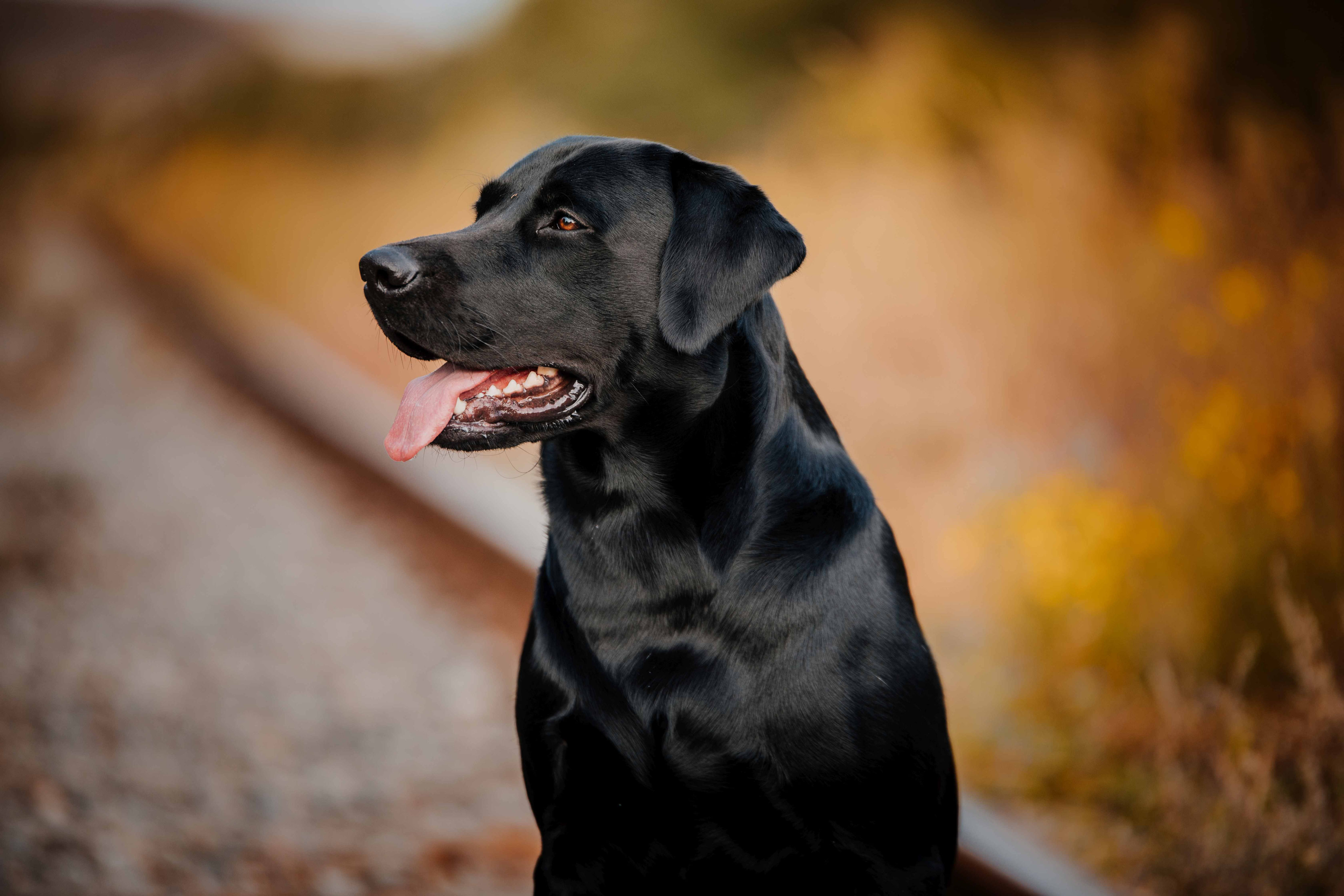 LIGHTNING FAST LIVE STREAM "LIAM" Lightning Fast Labrador Retriever