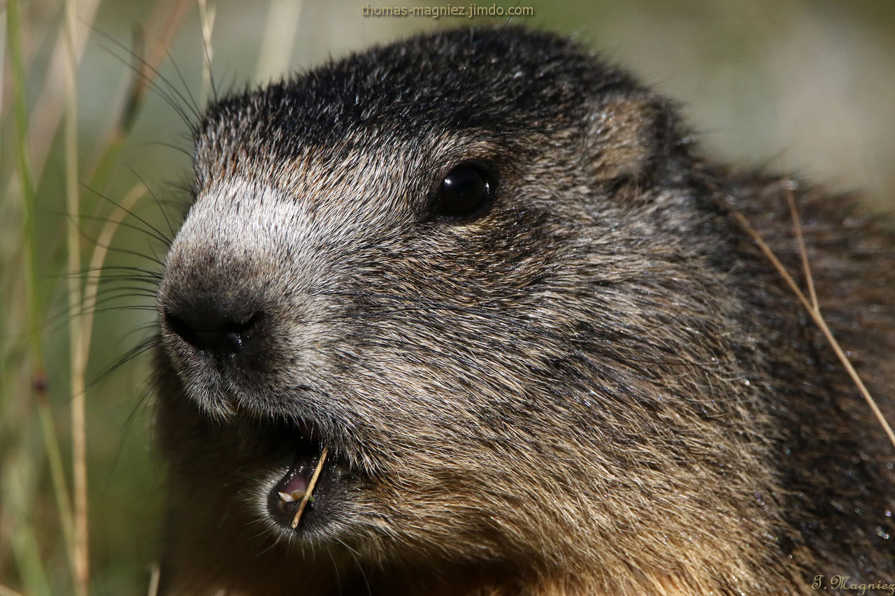 Herbivores / Herbivores - Site photo de thomas-magniez!