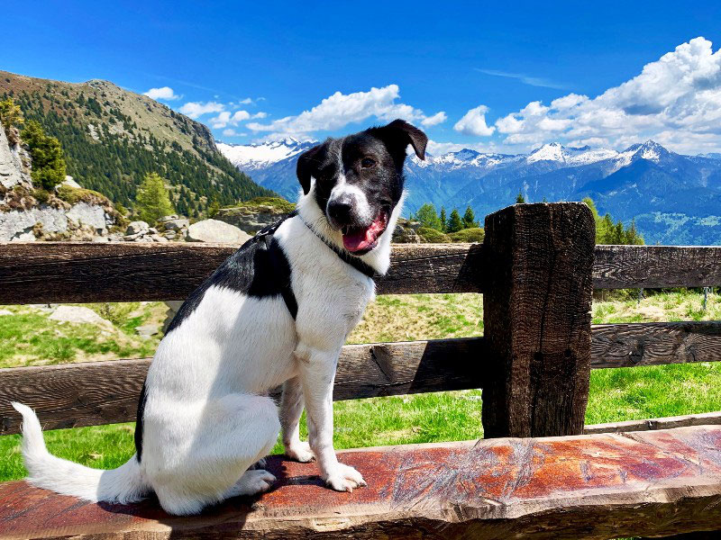 Ein Plädoyer für unsere Hunde aus Spanien! TierliebeGrenzenlos