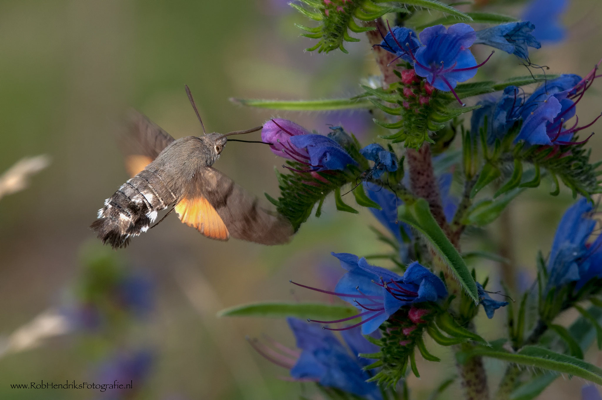 Kolibrievlinder - RobHendriksFotografie