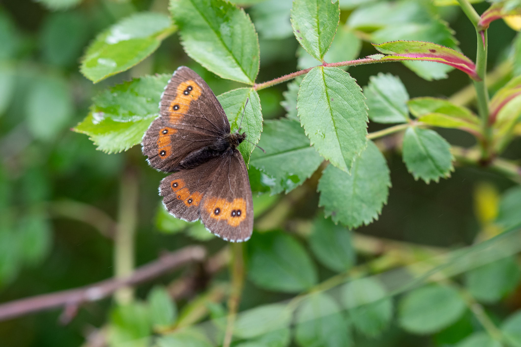 Grote erebia RobHendriksFotografie