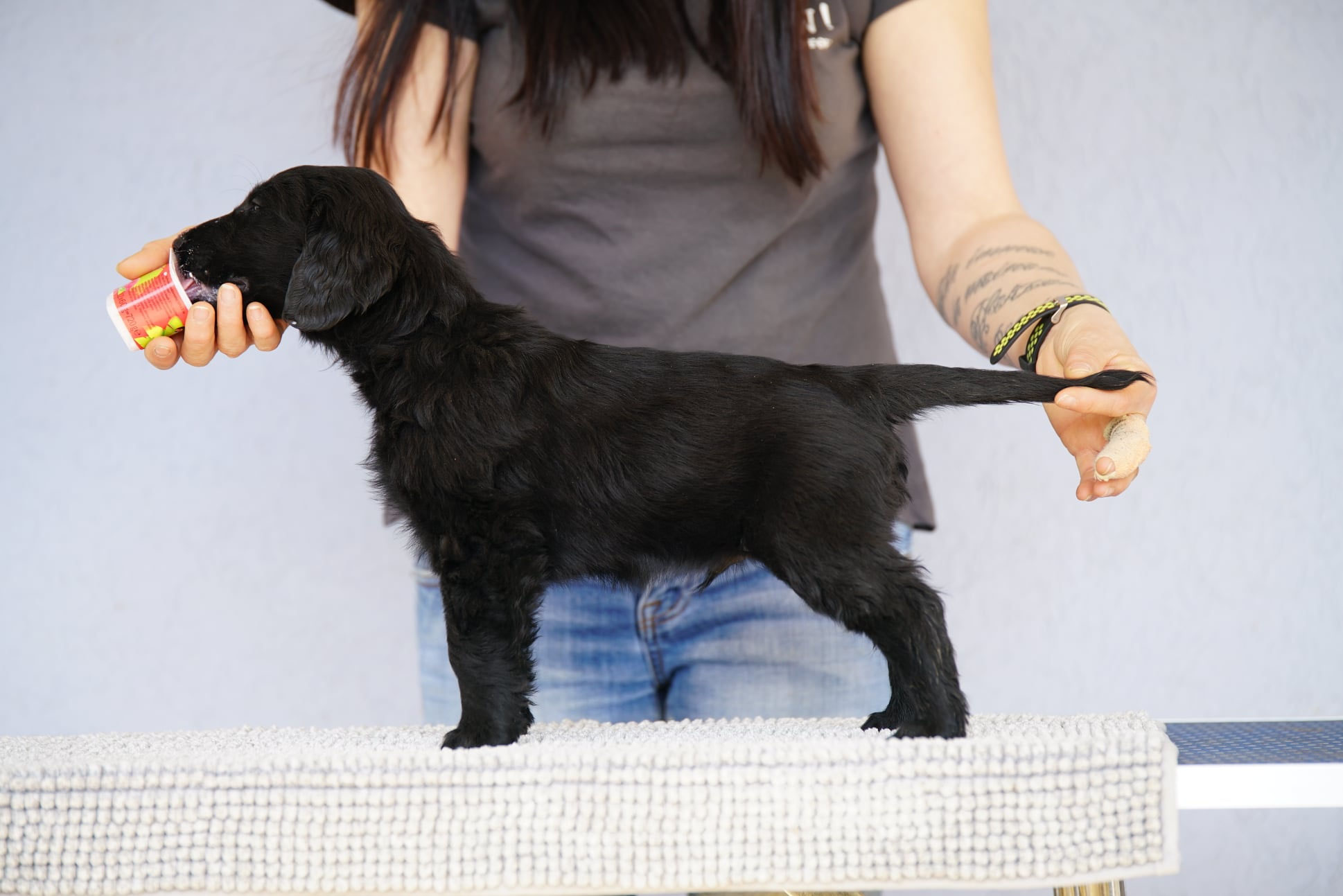 Pedigree - Flat Coated Retriever Züchter vom Mönchskloster