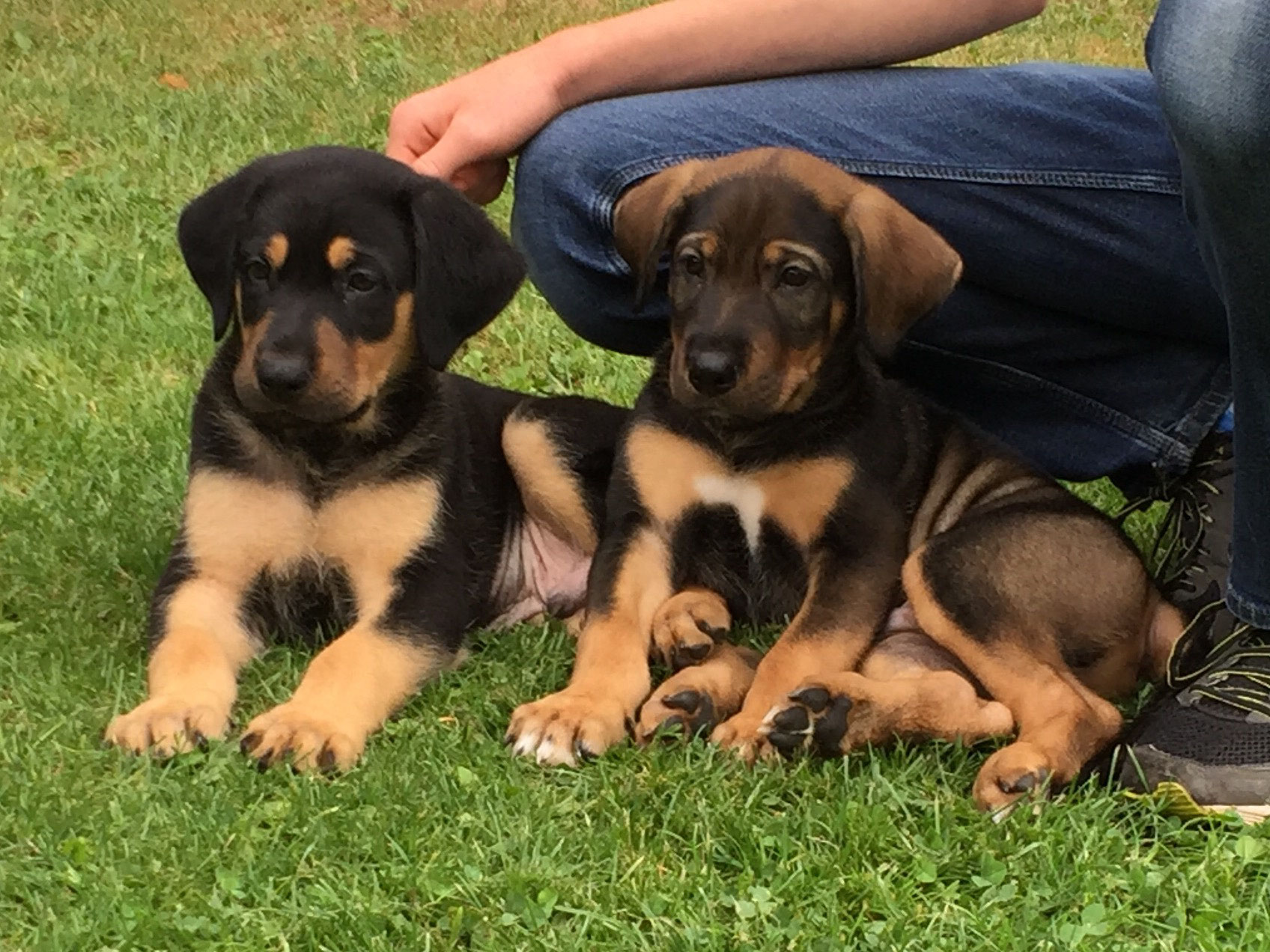 Hundeauswahlberatung Hundeschule HannoverLand Sina Wehrhahn