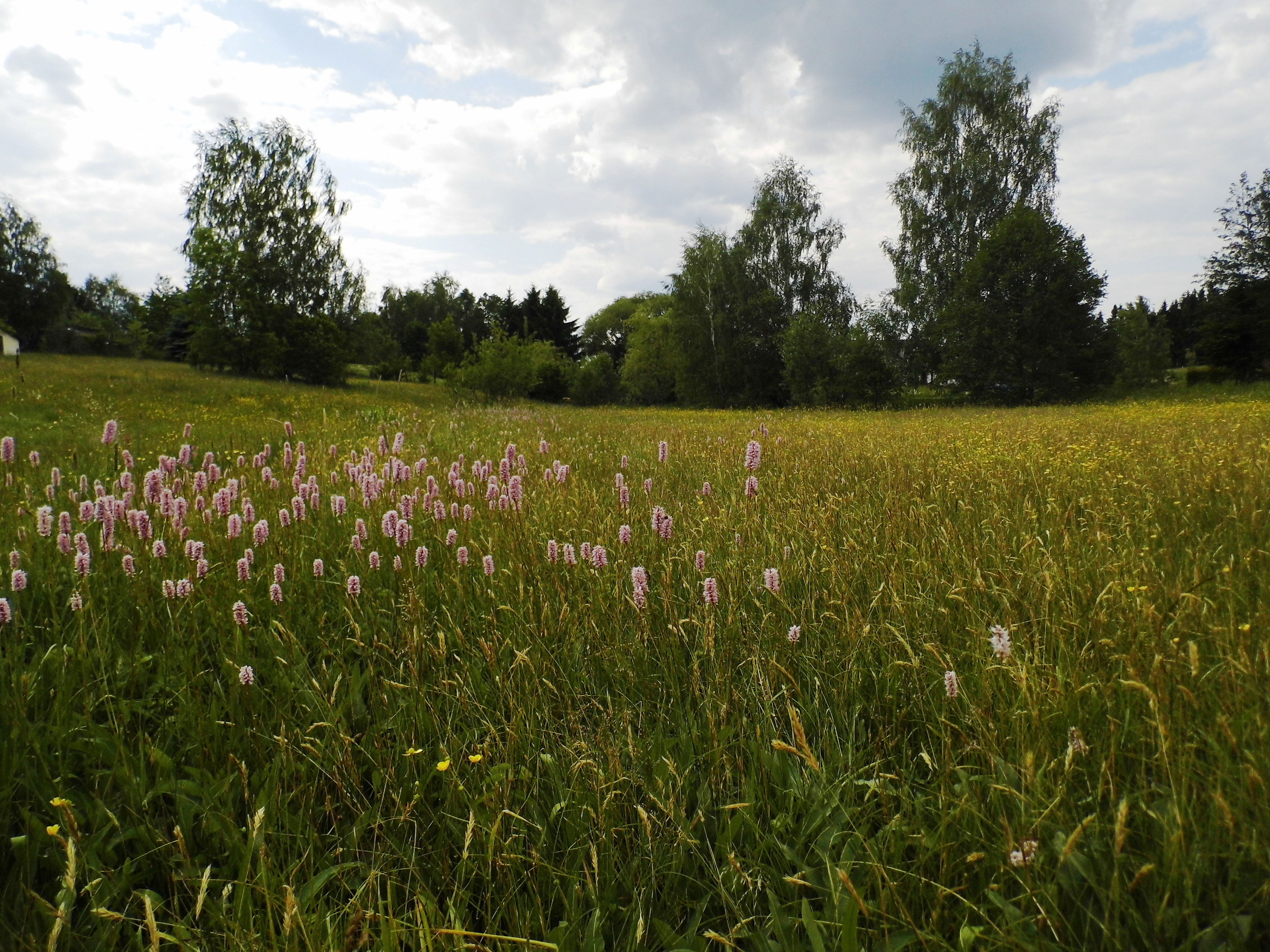 Wiesenwelten in AmaliendorfAalfang kulturinitiativeamaliendorf