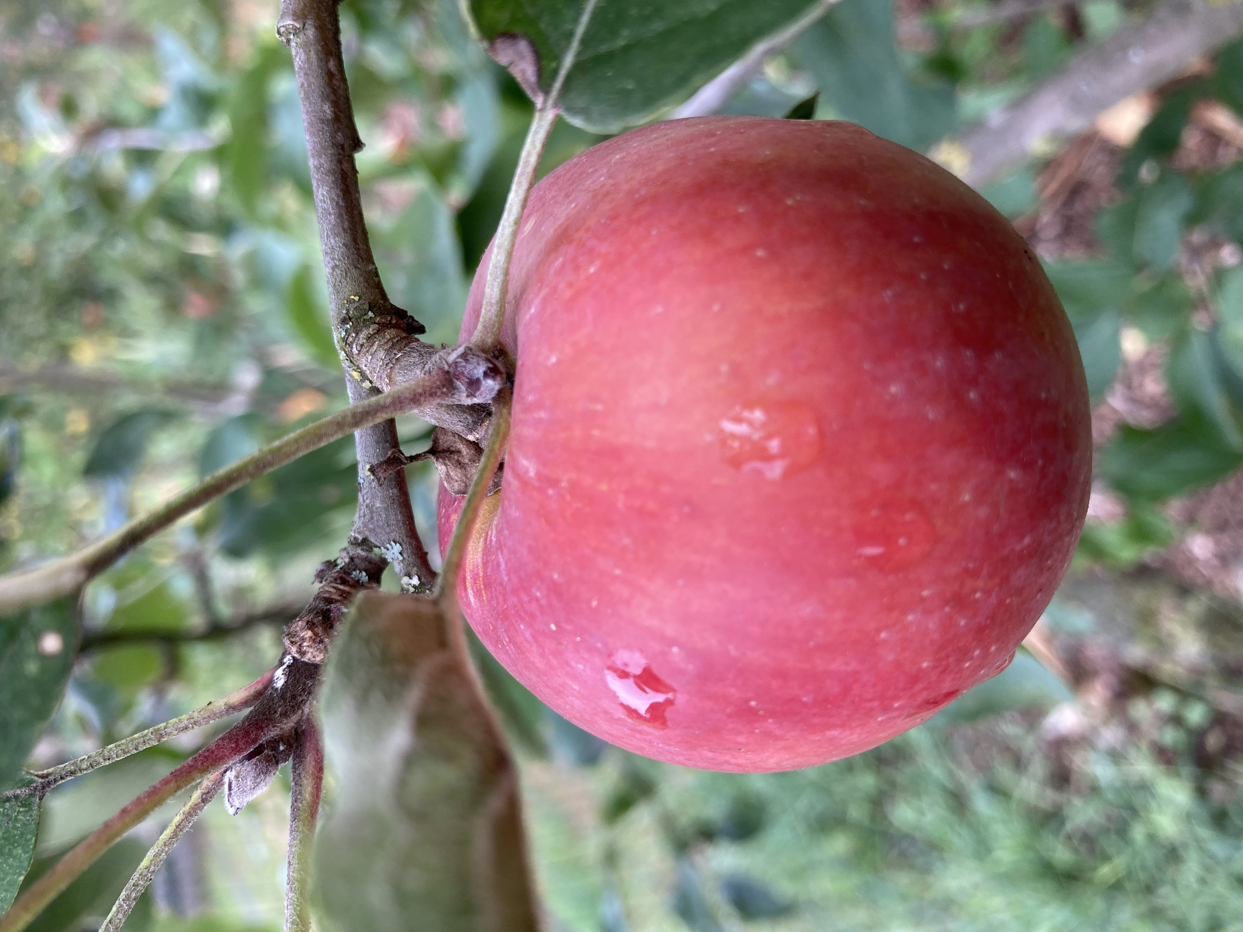Roter GRavensteiner - Hösterhof