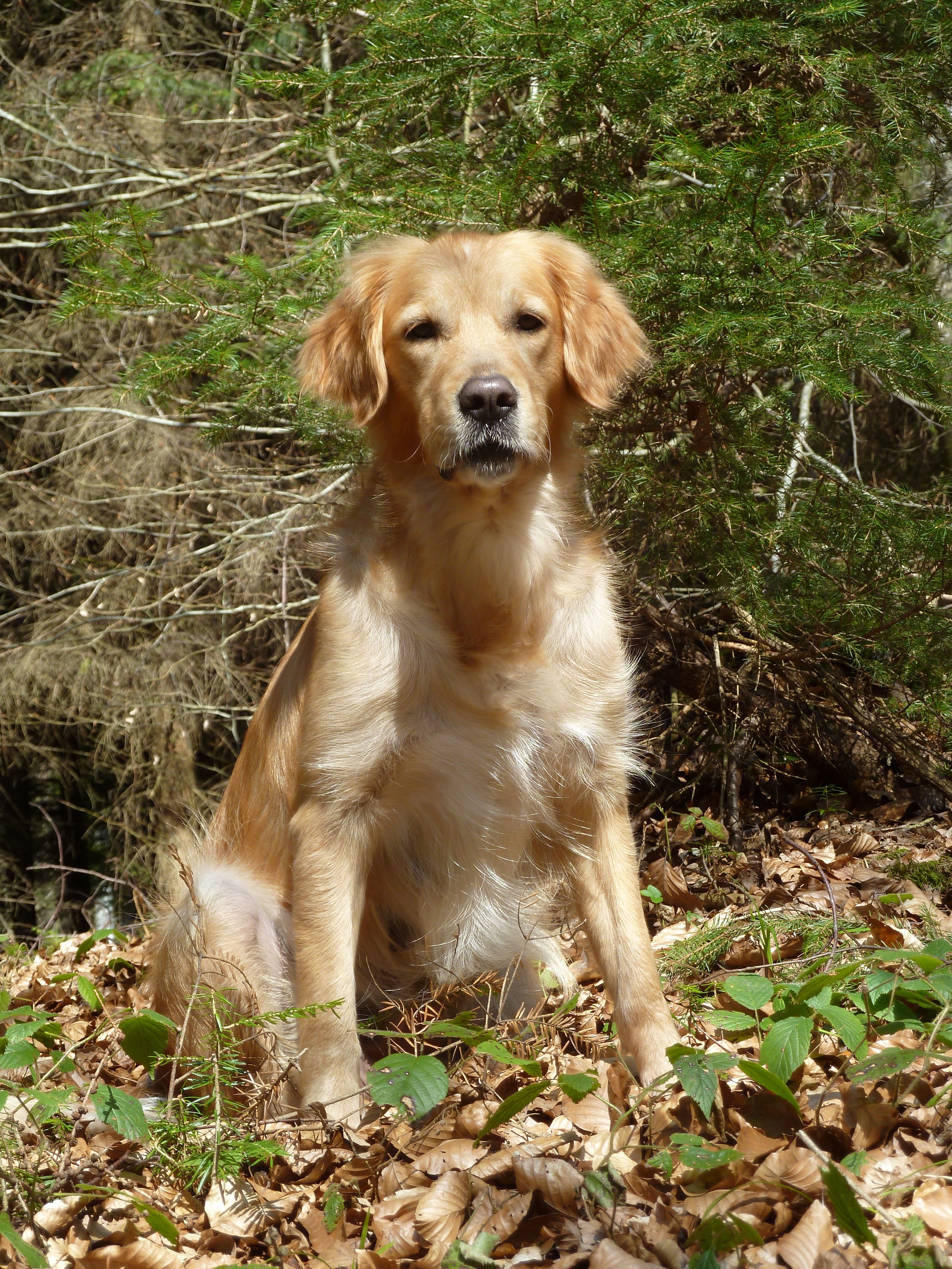 Unsere Hunde - Image