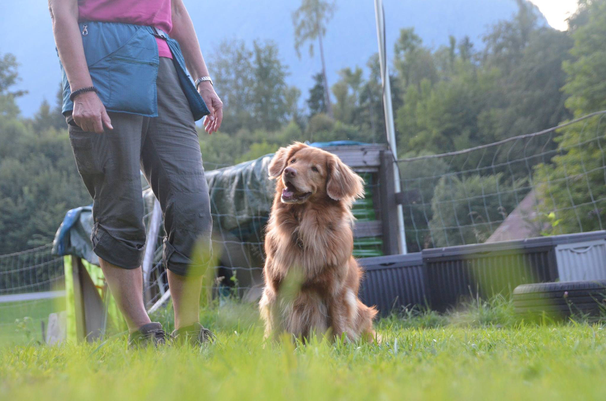 FAMILIENHUNDEKURS der Weg zum idealen Begleiter. hundertpro HUND