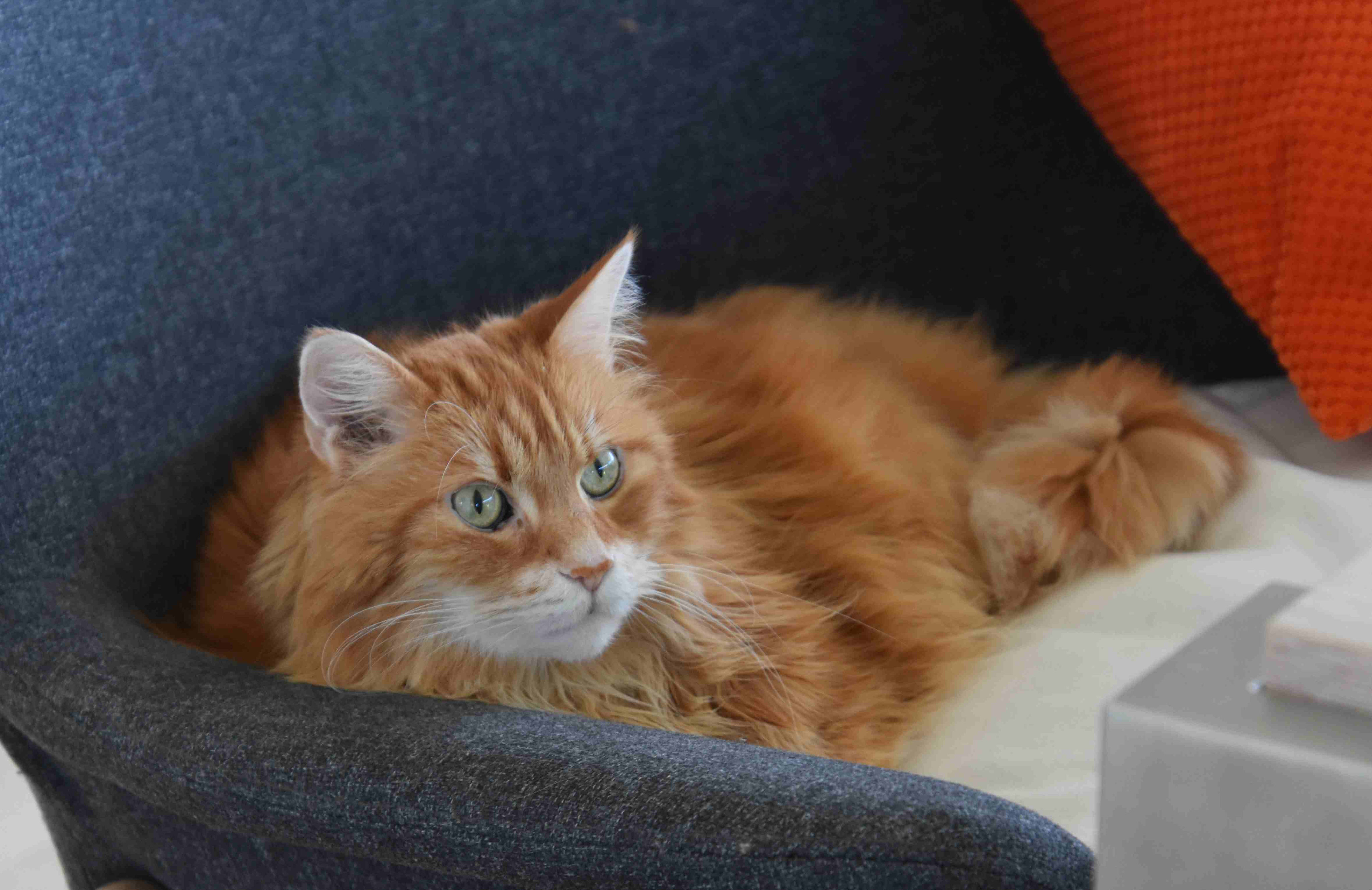 Maine Coon - Image