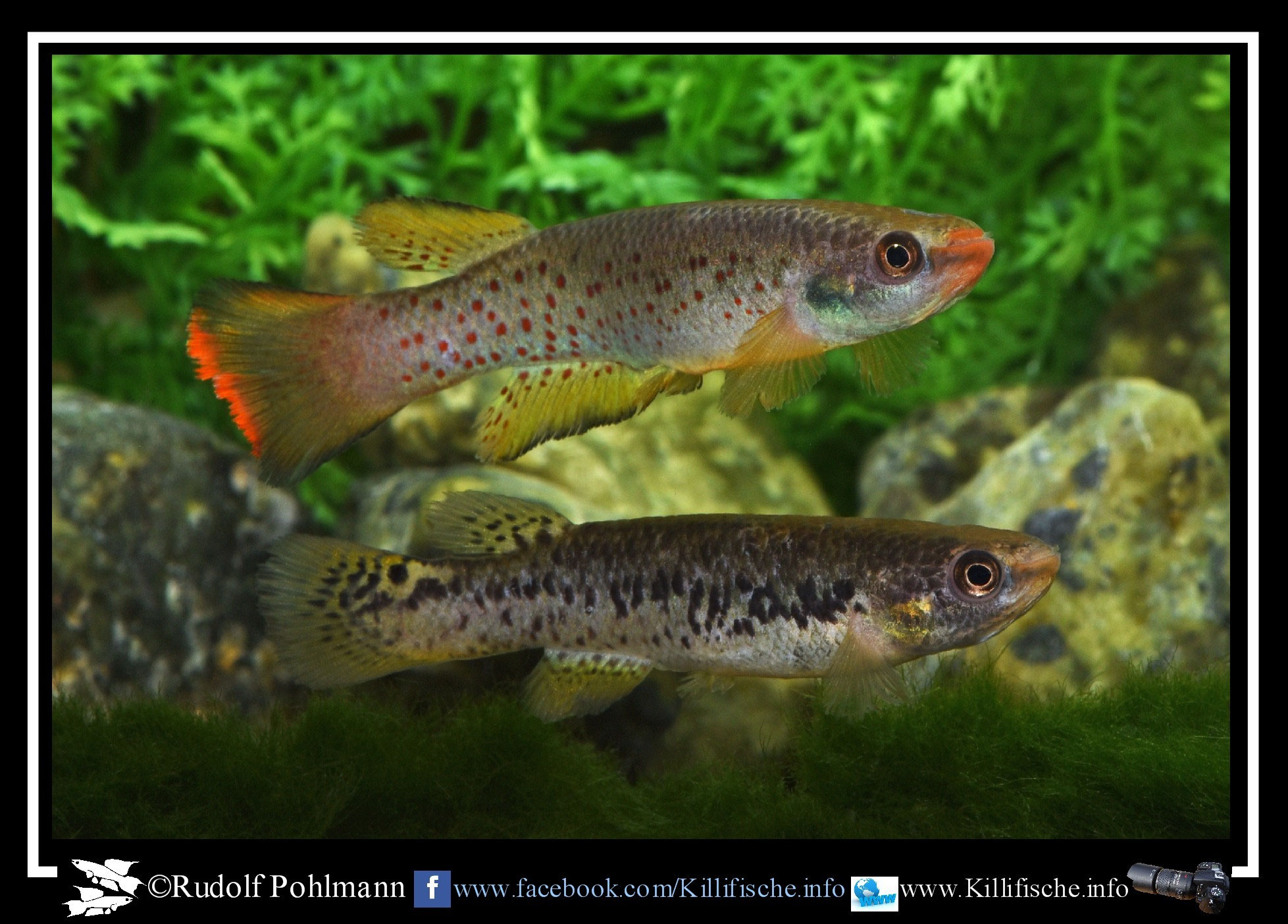 Cynodonichthys Killifische Info