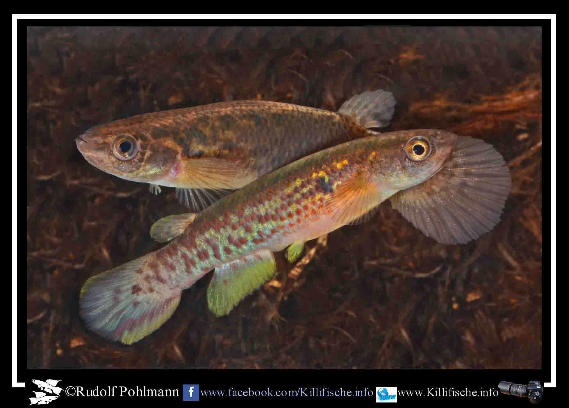 Cynodonichthys Killifische Info