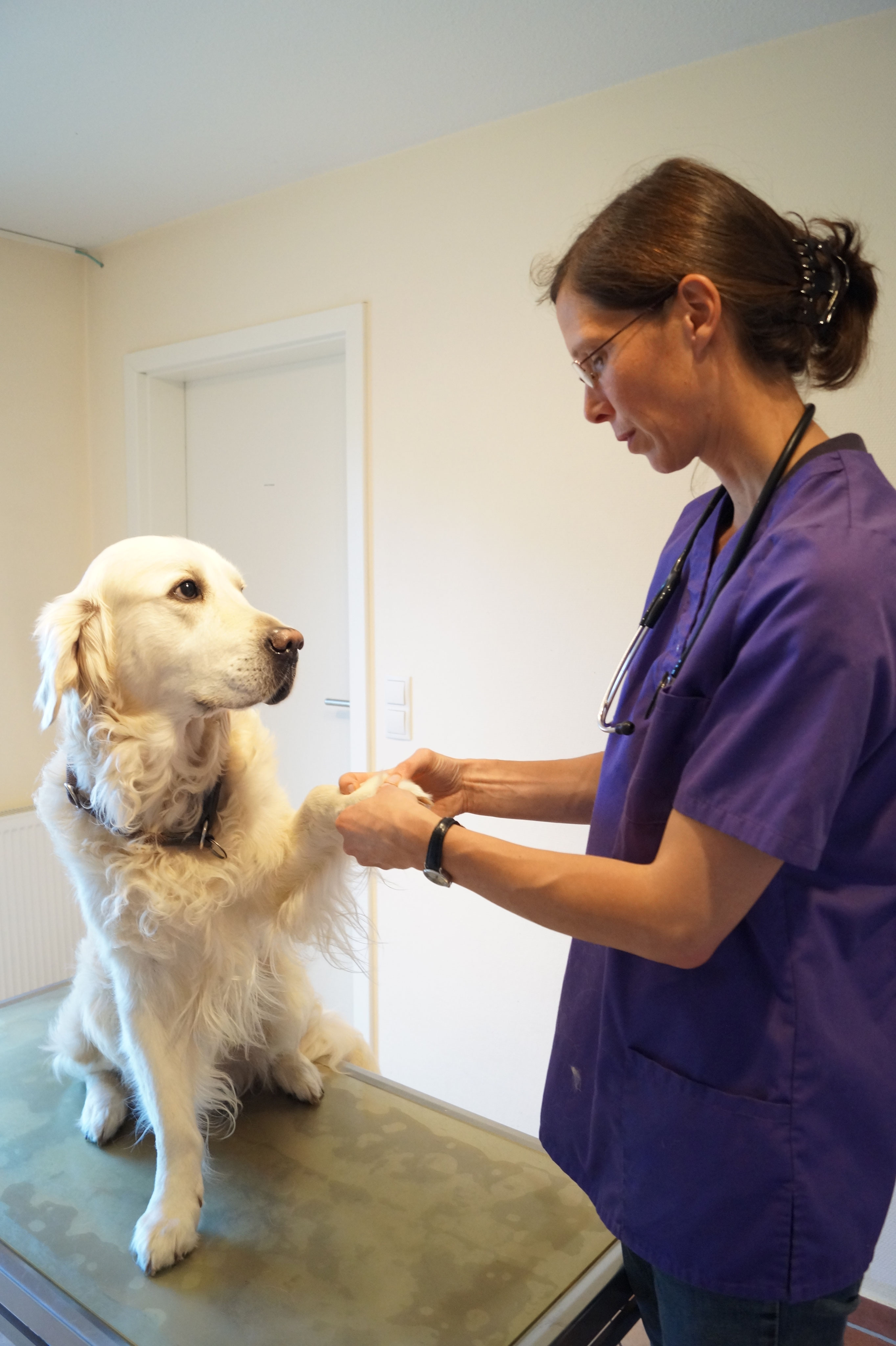 Tierarzt Für Kleintiere In Der Nähe Kleintiere - Tierarztpraxis Wagrien