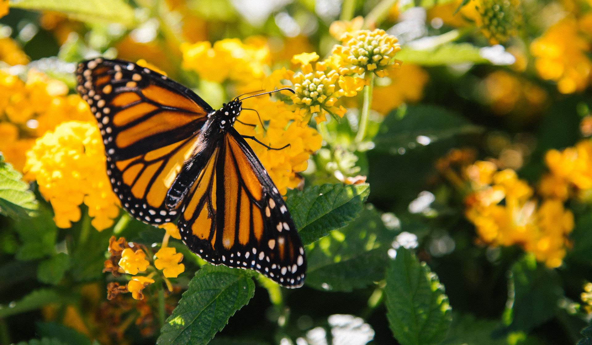 Environnement et Biodiversité