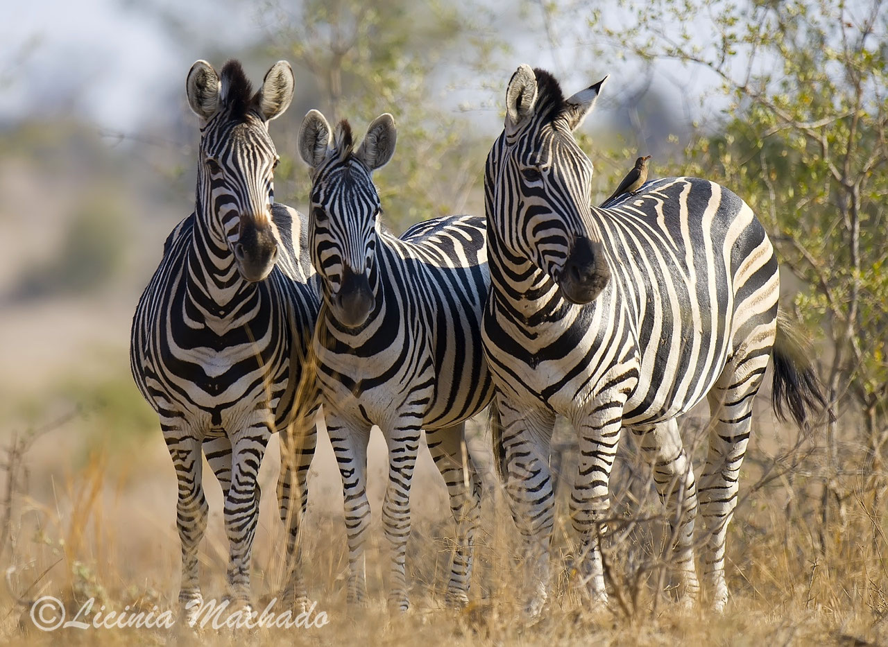 Zebra/Zebra photography