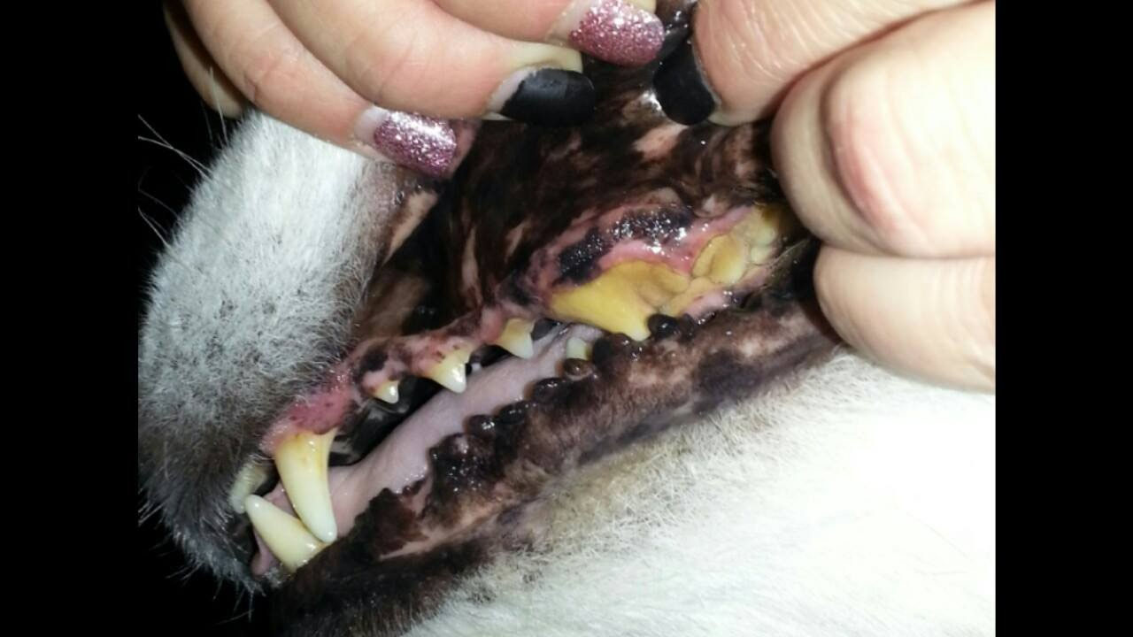 Zahnstein weg mynavita navita dog & cat artgerechte tiernahrung