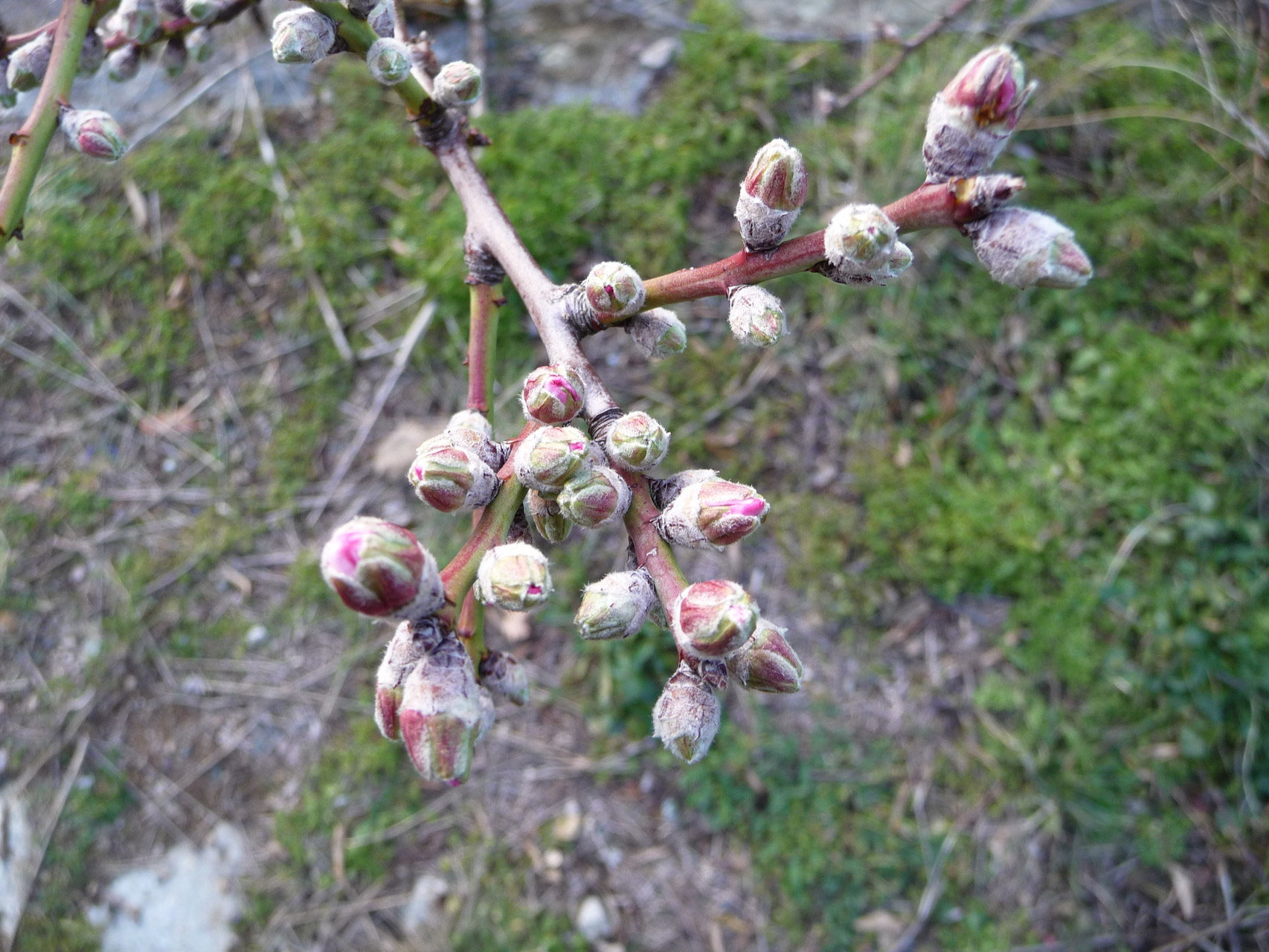 Lamandier Site De Floredebalagne