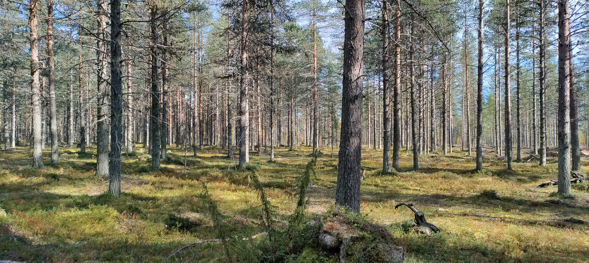Forest estate in Lapland, 191 ha nature lovers' paradise helmiset