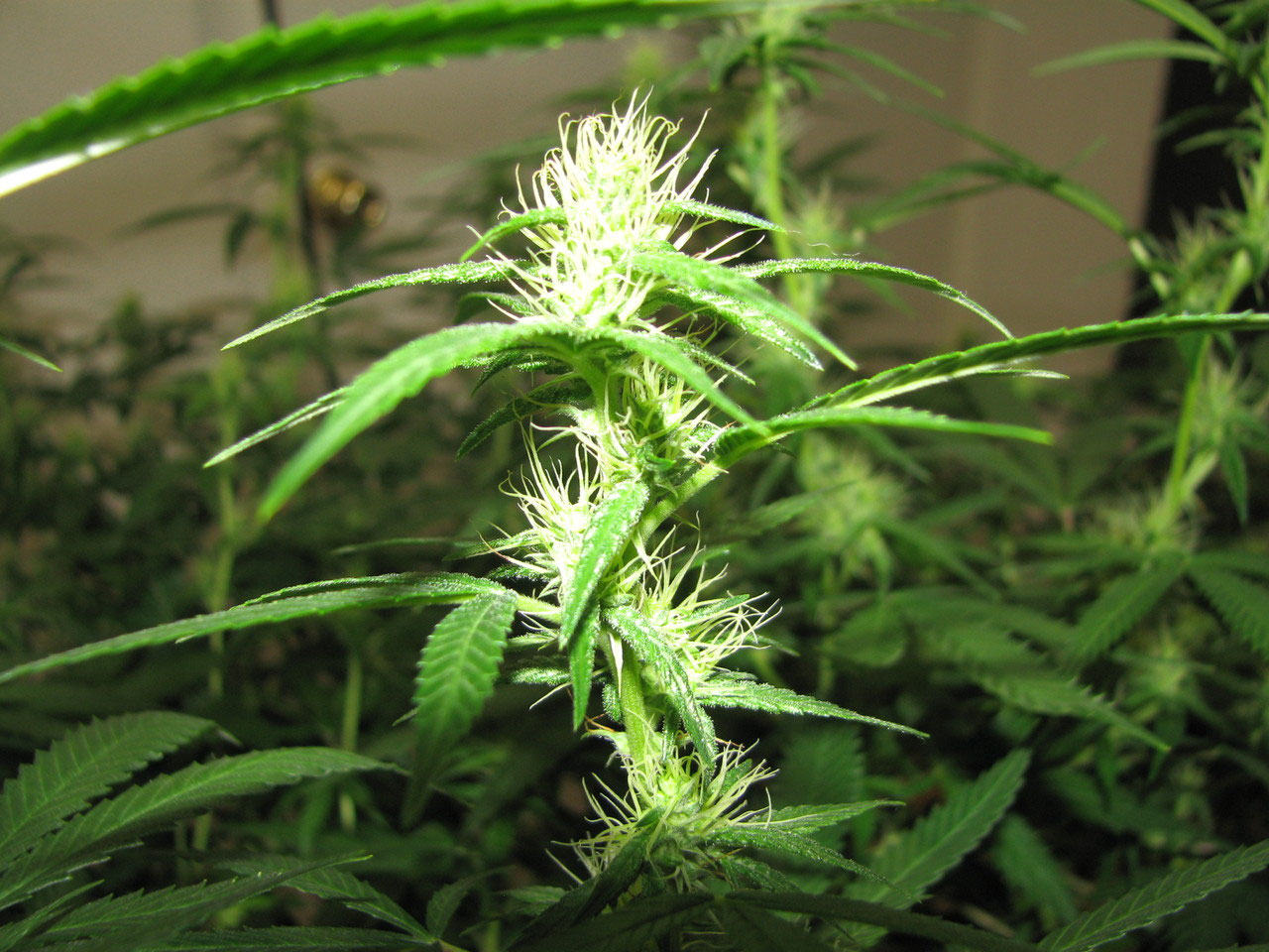 Die Hanfpflanze! Basics über Hanf - Cannabis - Marihuana ...