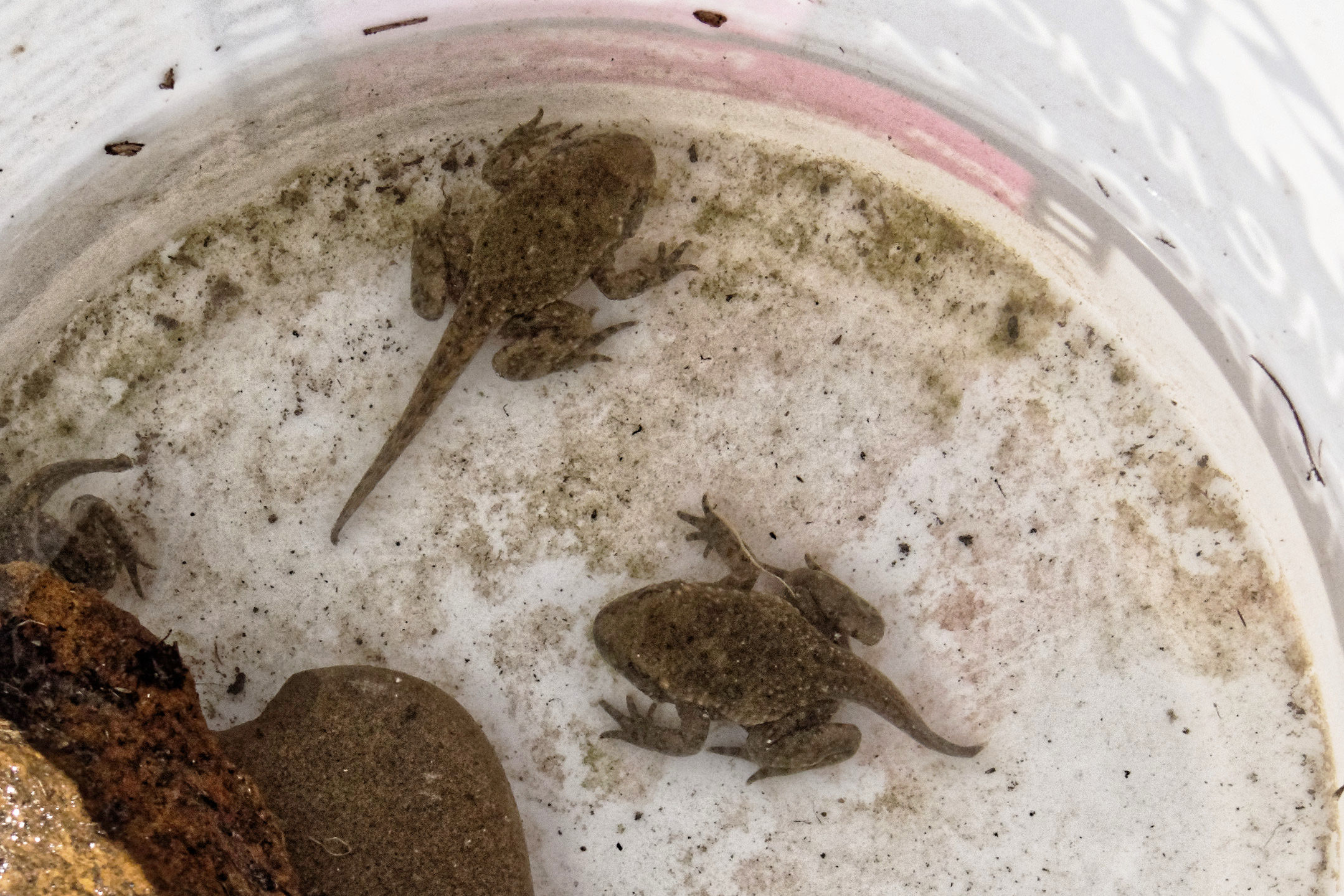 Hilfe für die Geburtshelferkröte NABU Nördliches Markgräflerland