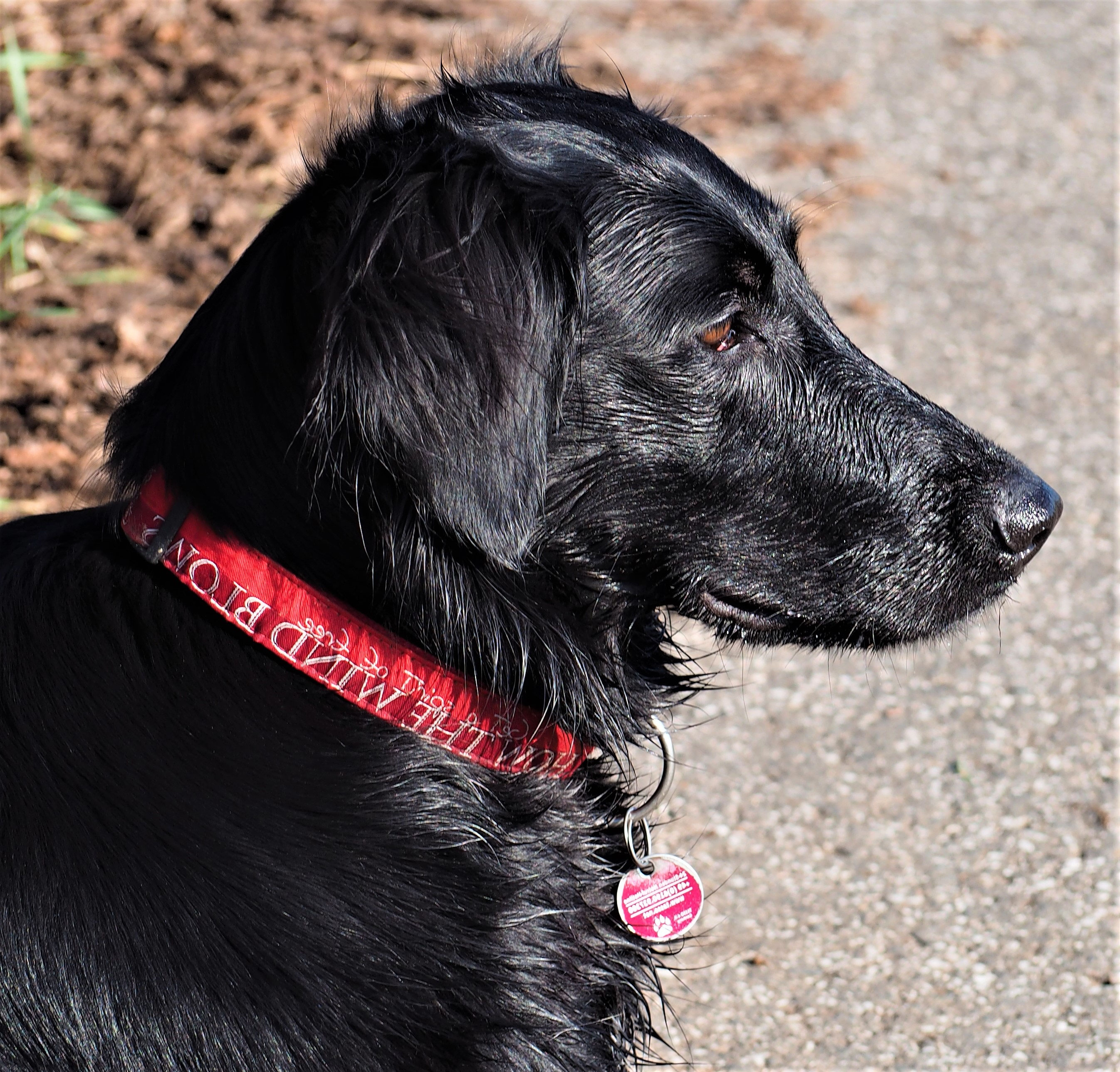 Grundlagen der Farbvererbung Das Flat Coated Retriever Portal