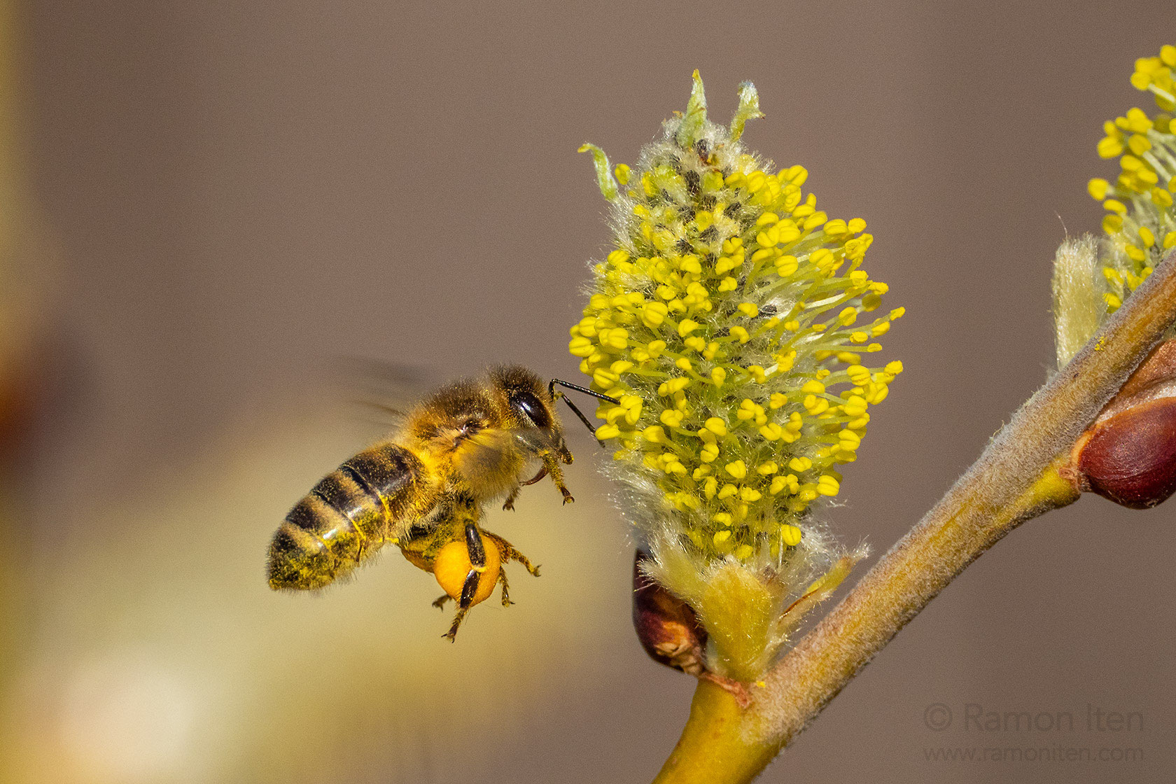 bees and willows ramon iten photography