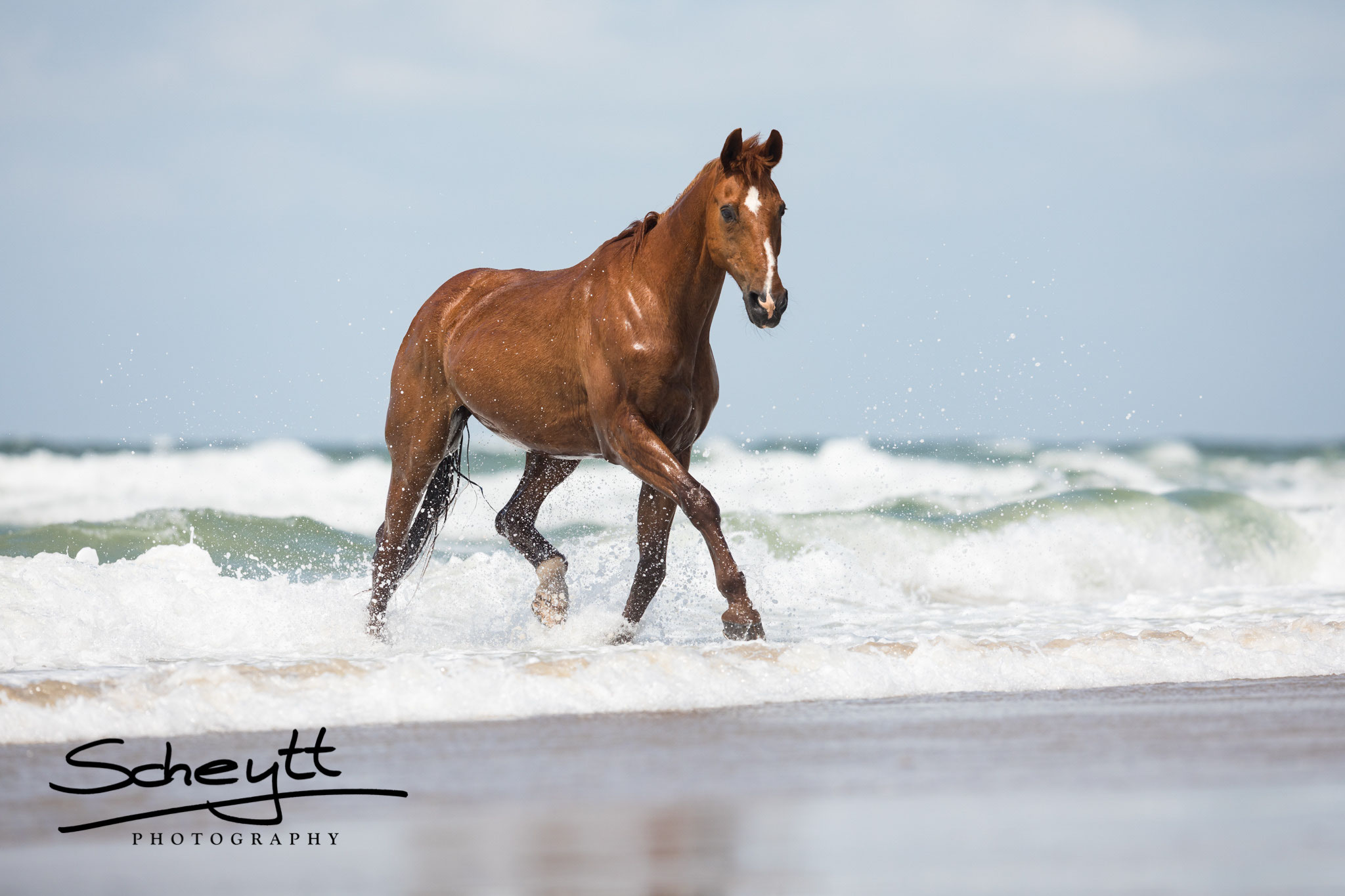 Erfülle Dir Deinen Traum von Fotos & Urlaub mit Deinem Pferd am Strand