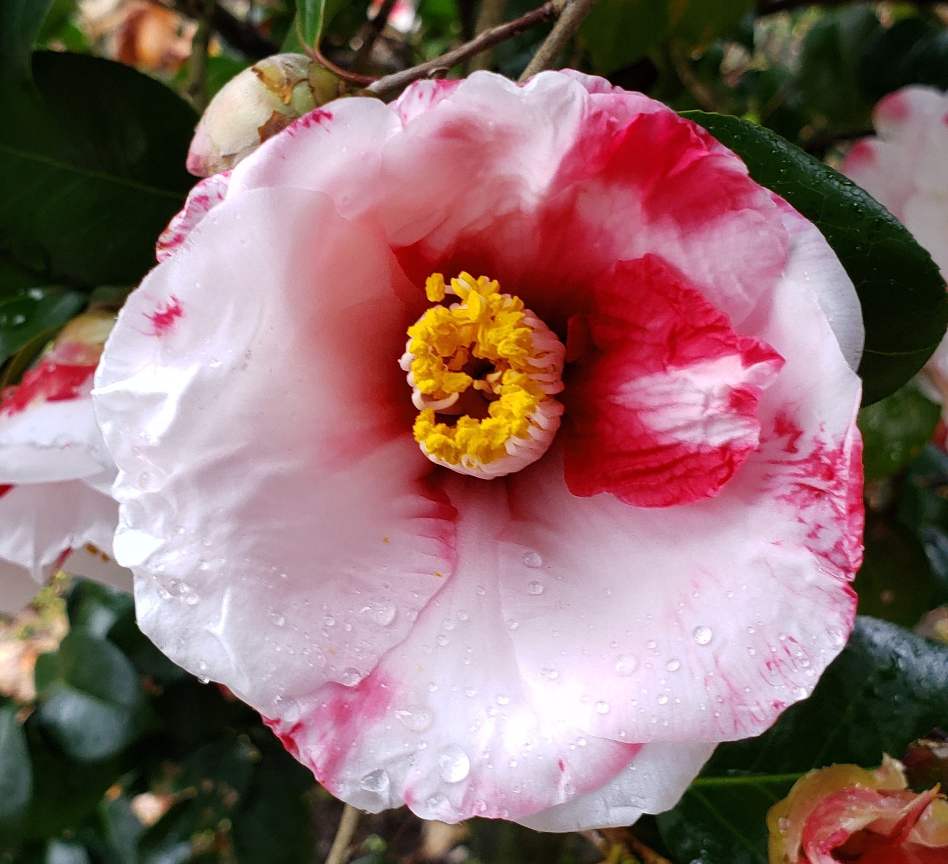 久留米つばき 紅あかり開花 発色の良いオレンジ色っぽい赤色 宅急便.匿名発送 久留米つばき 紅あかり開花 発色の良いオレンジ色っぽい赤色