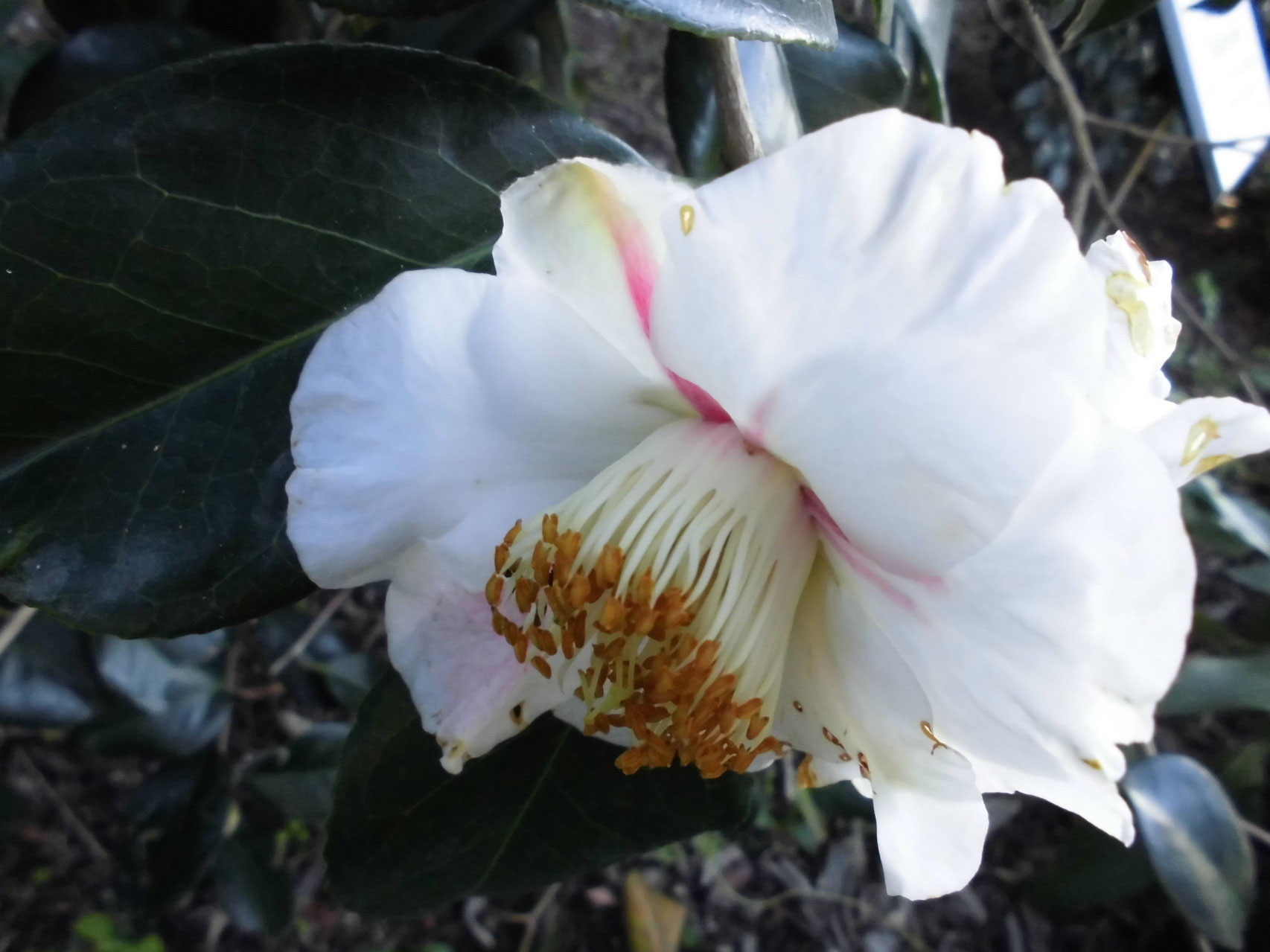 久留米つばき 紅あかり開花 発色の良いオレンジ色っぽい赤色 宅急便.匿名発送 久留米つばき 紅あかり開花 発色の良いオレンジ色っぽい赤色 宅急便