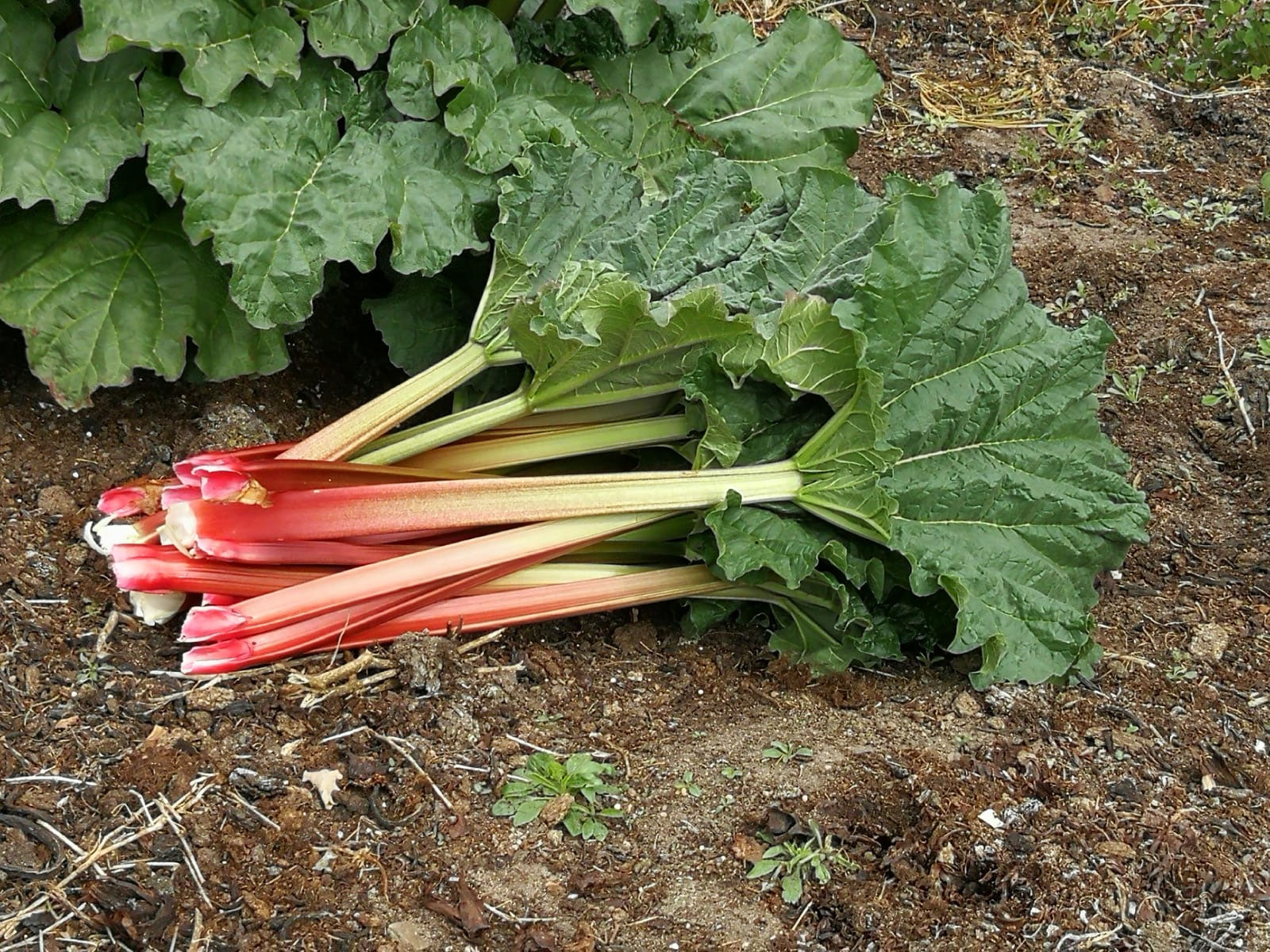 Rhabarber - immer frisch vom Feld - Hof-Bostel