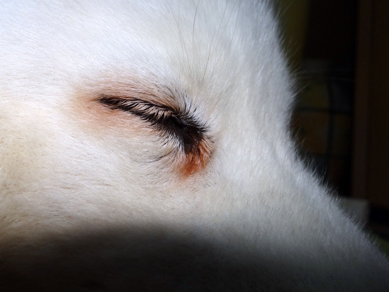 DistichienOP samojedechayaofnordicspirit