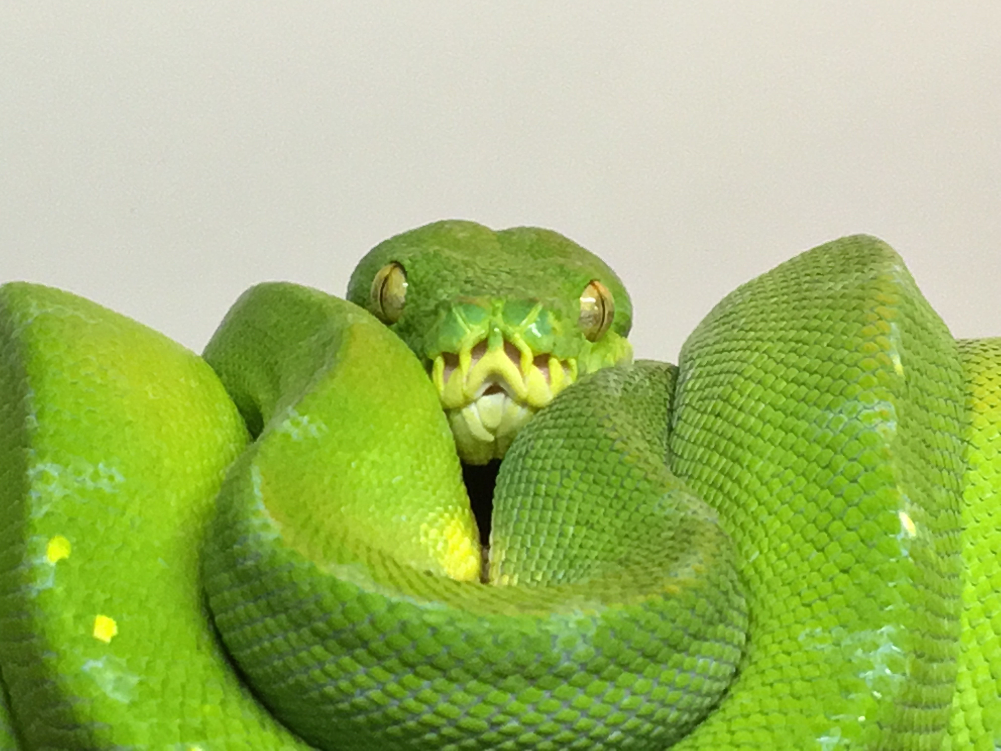 Morelia viridis - rolfs-exoten