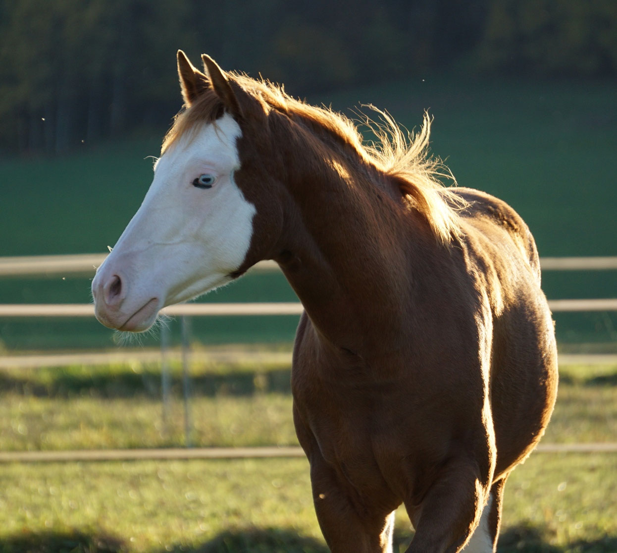 Sorrel Splash White Quarter/Paint Horse Stute geb. 01.04.2017