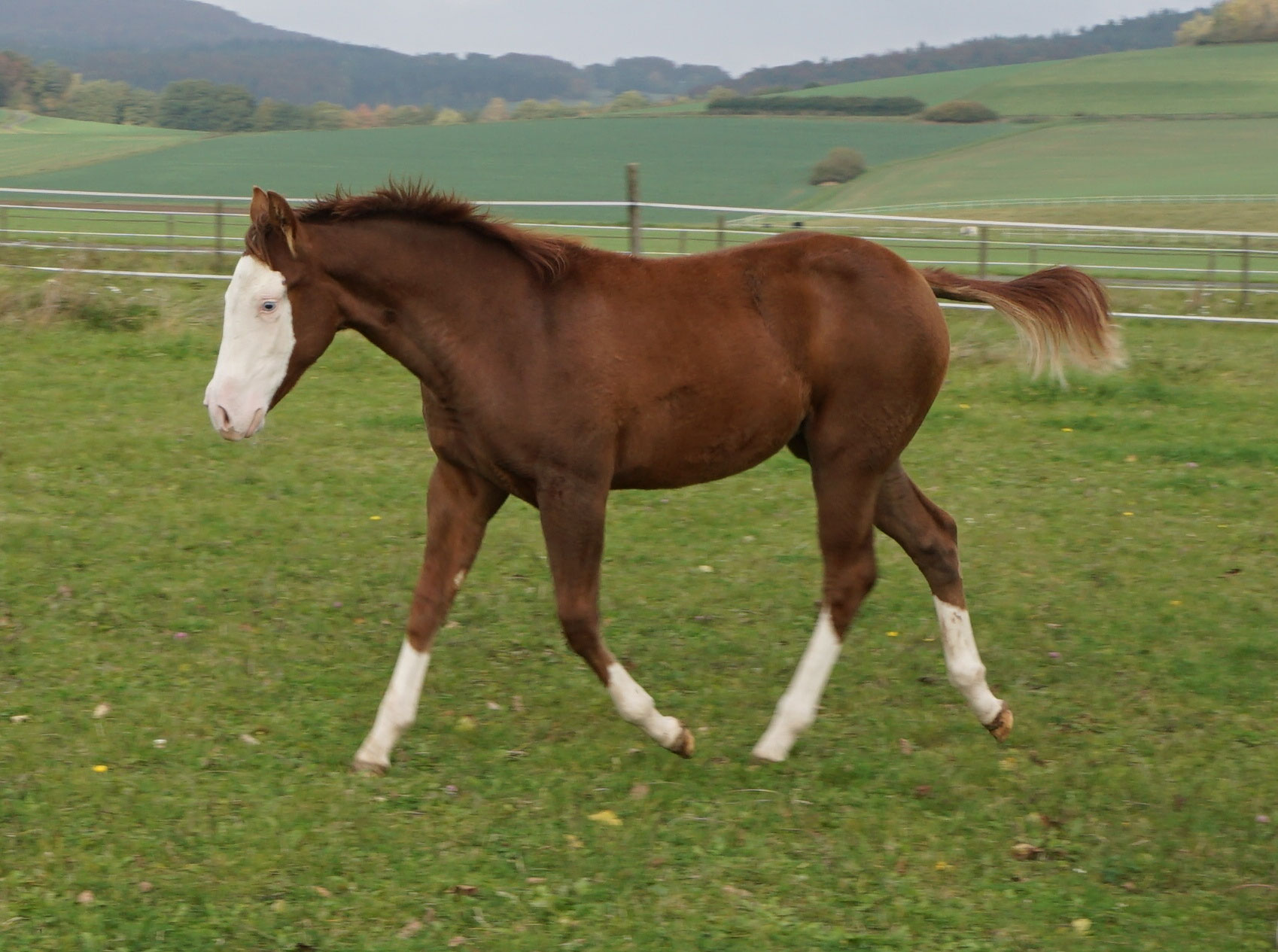 Chestnut Splash White Quarter/Paint Horse Stute geb. 21.04.2017