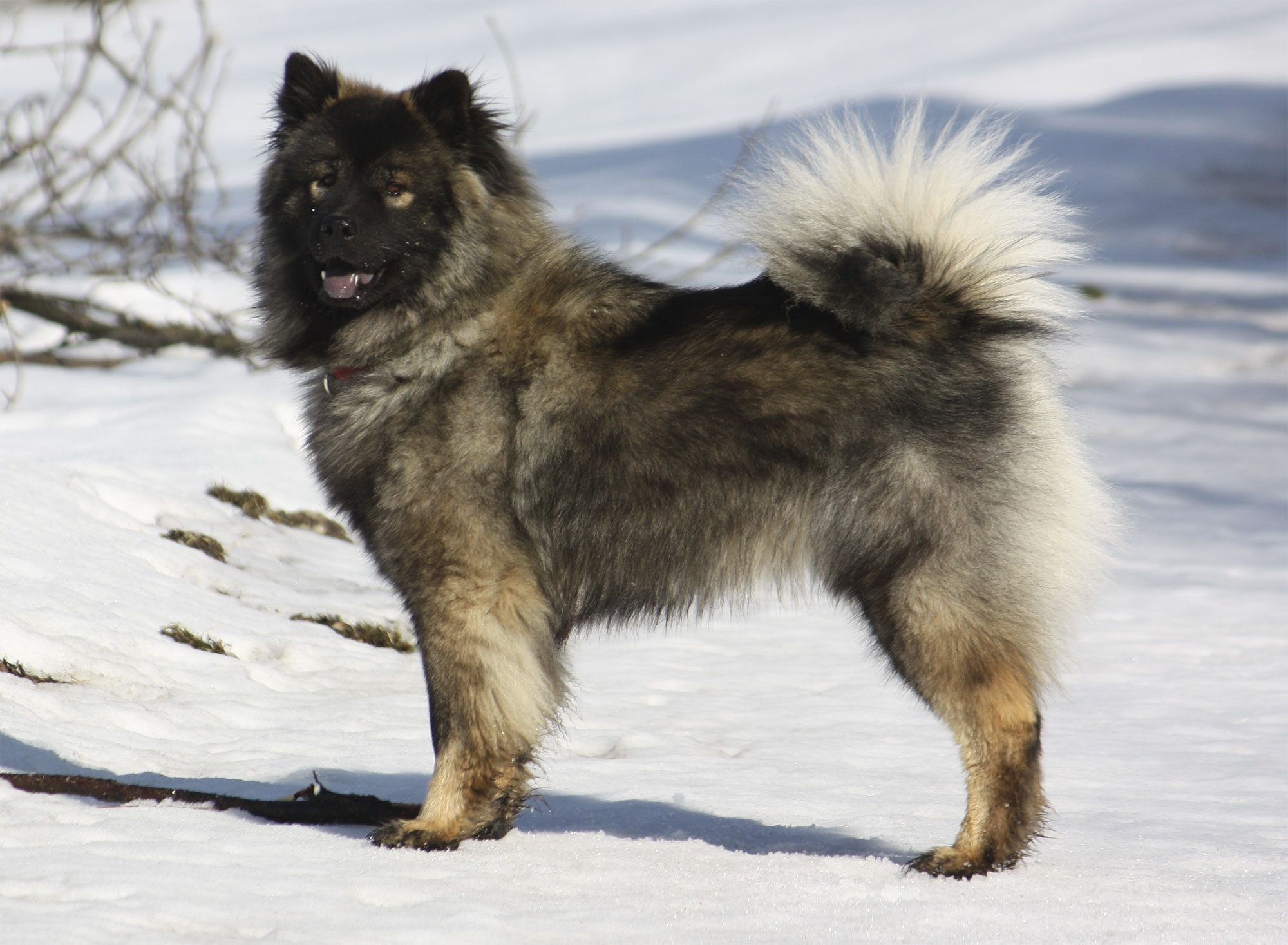 Eurasier-Fotos - eurasier-club-austrias Webseite!