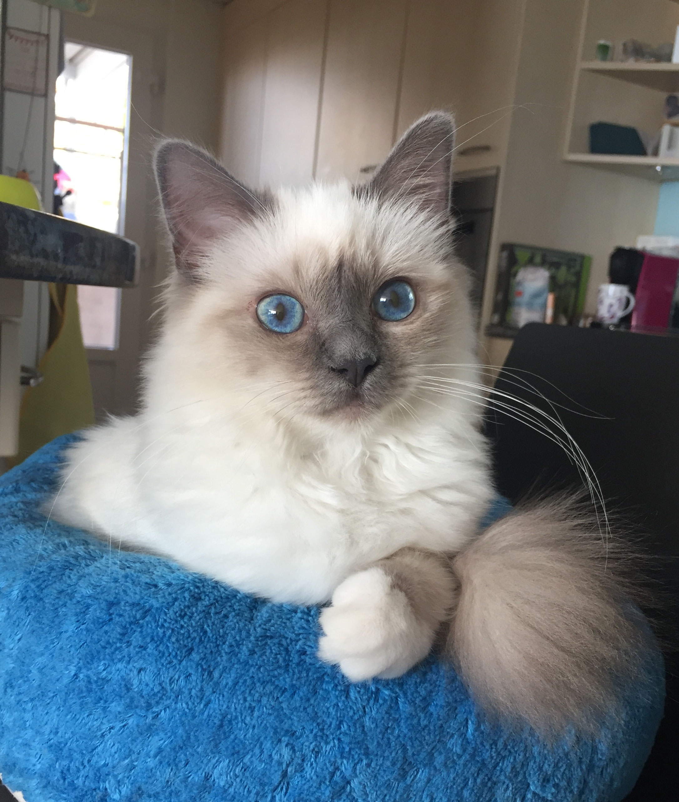 Heilige Birma Katzen