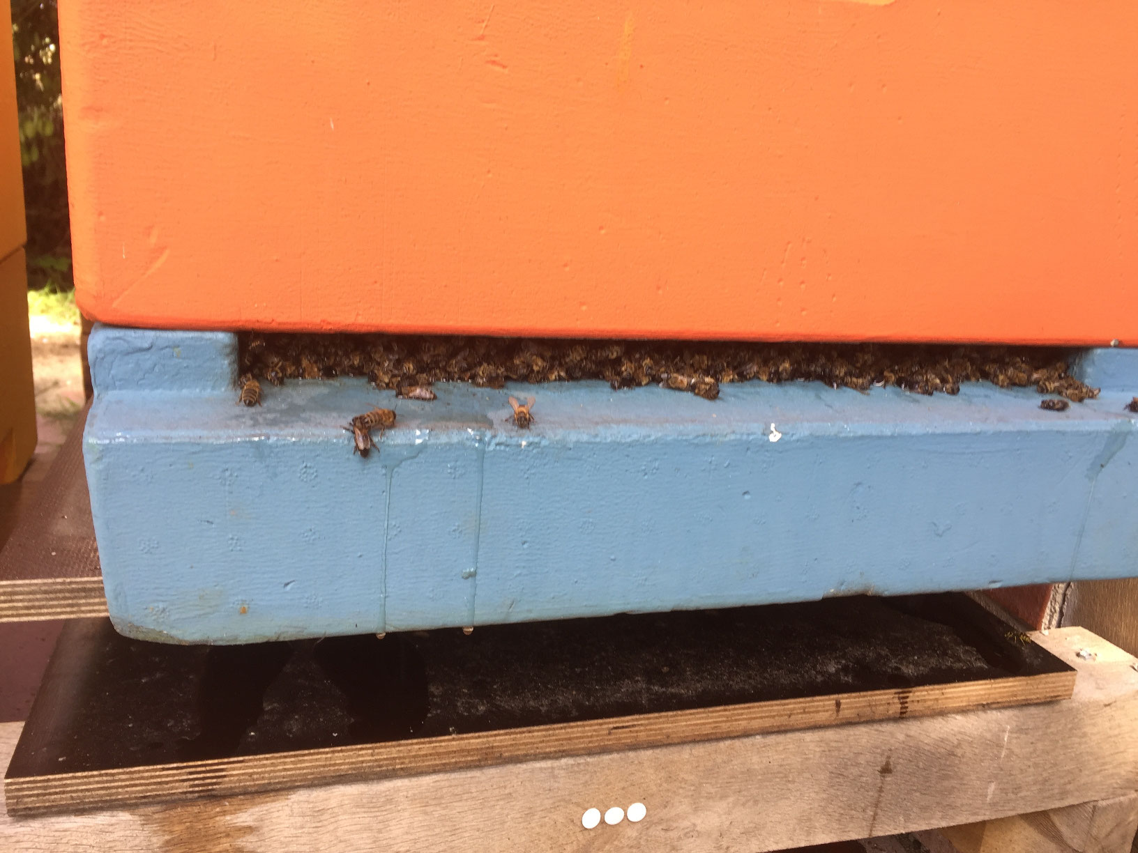 Bienenkörbe Auslass/Entlüfter Kegel  x 2 