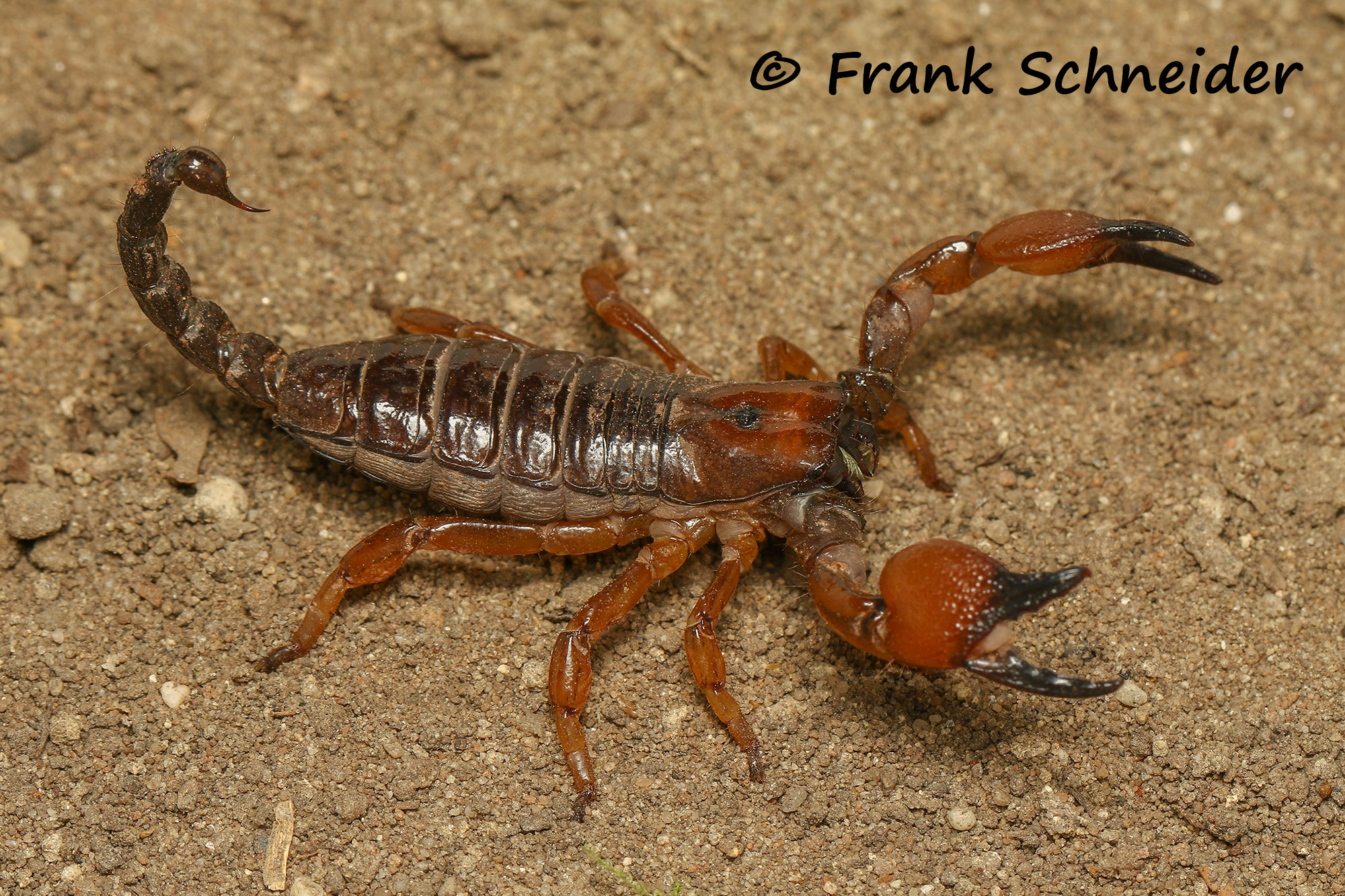 Scorpiones Zoohaus W&S Ihr Spezialist für Vogelspinnen und Wirbellose