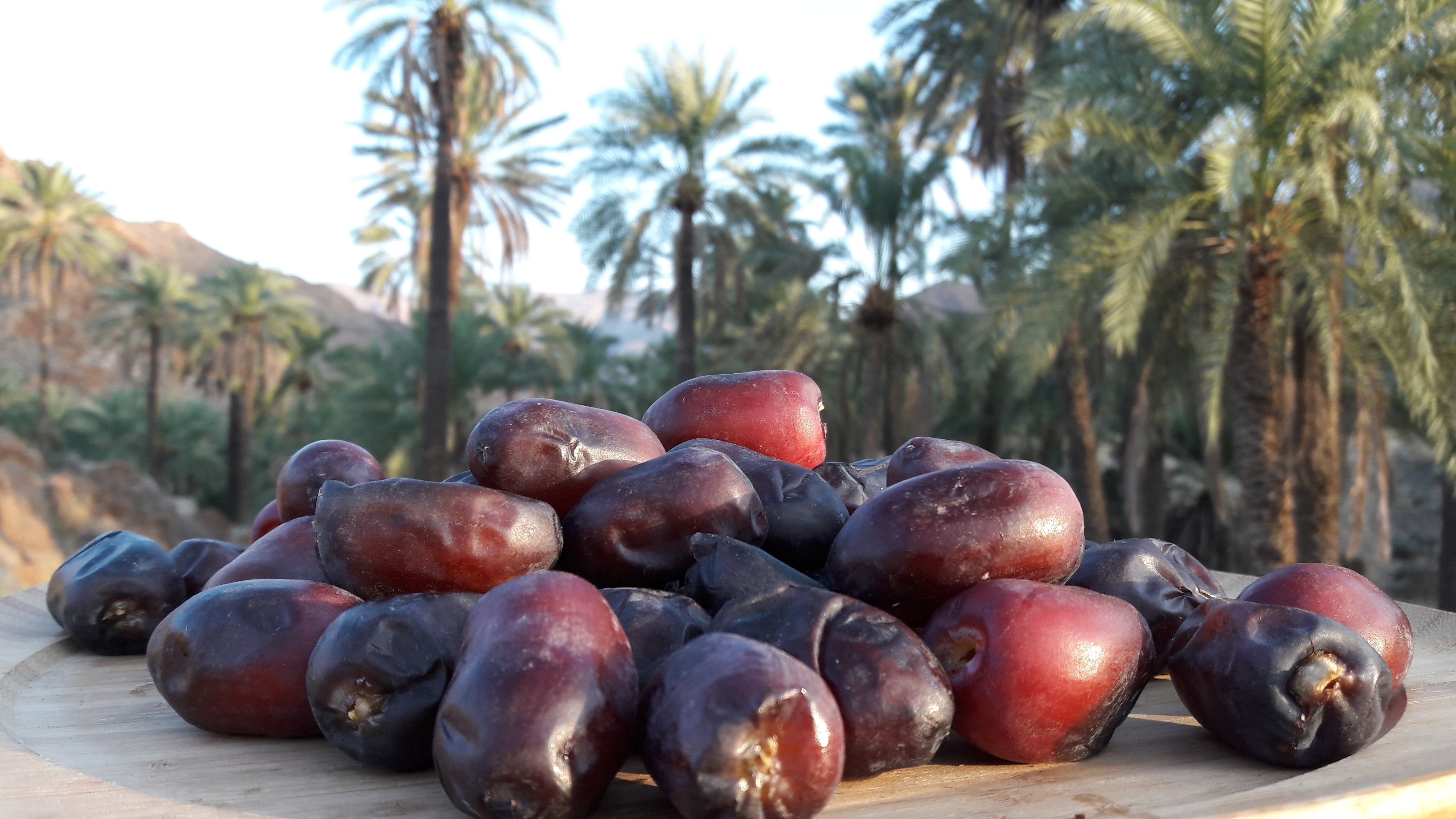 イラン産マザファティデーツ（フレッシュデーツ） - Pariz Nuts