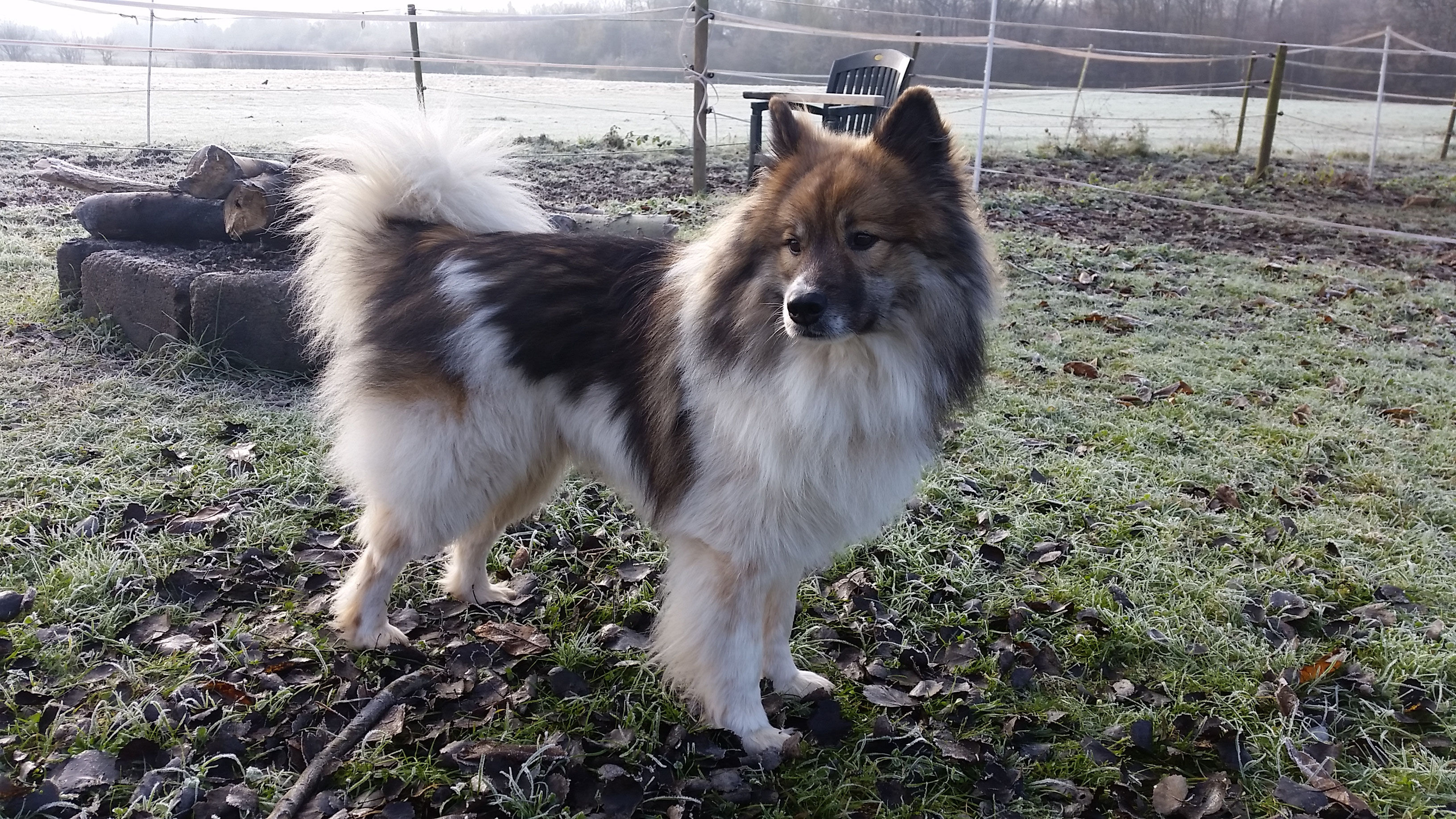 JWurf *13.12.2019 Elo Zucht Zuchtstätte für Elo Hunde Kleinelo