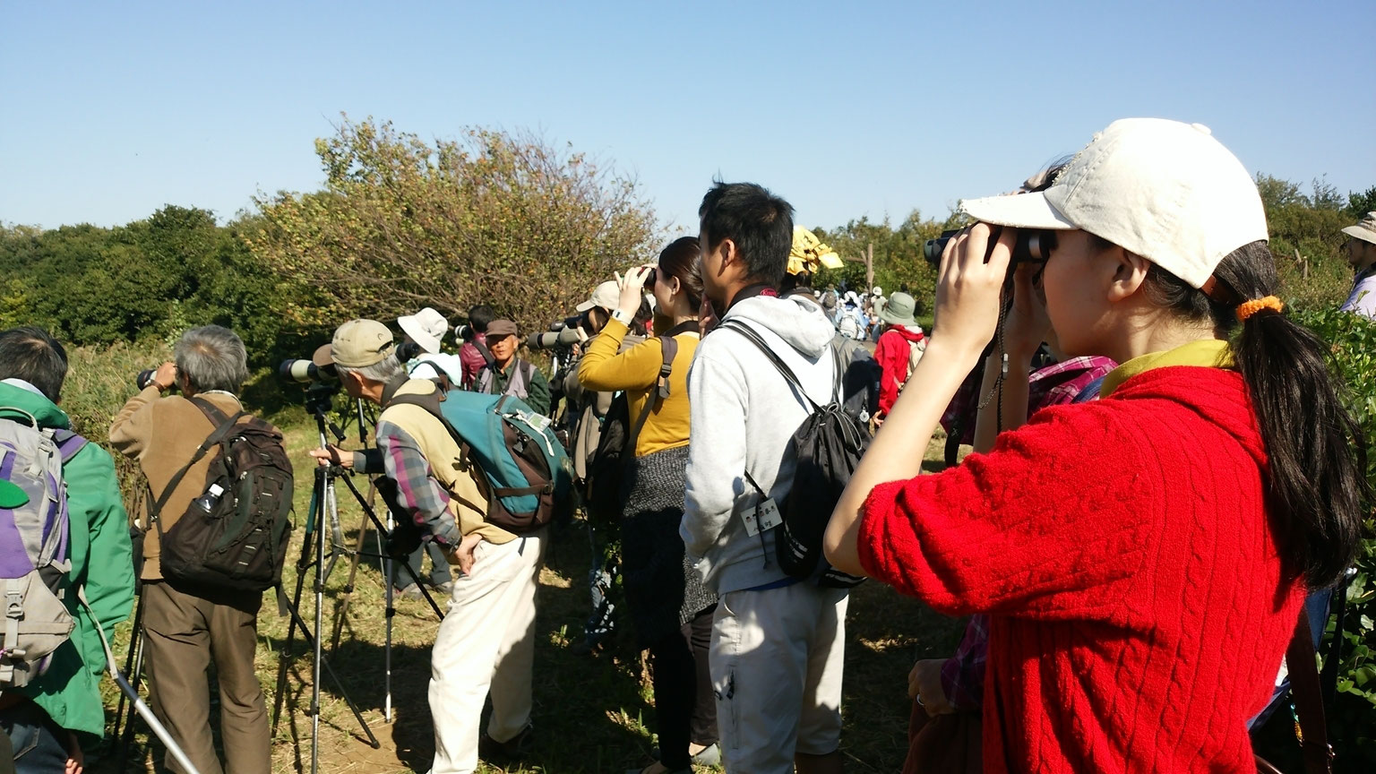 Young探鳥会 日本野鳥の会東京 Young探鳥会 日本野鳥の会東京