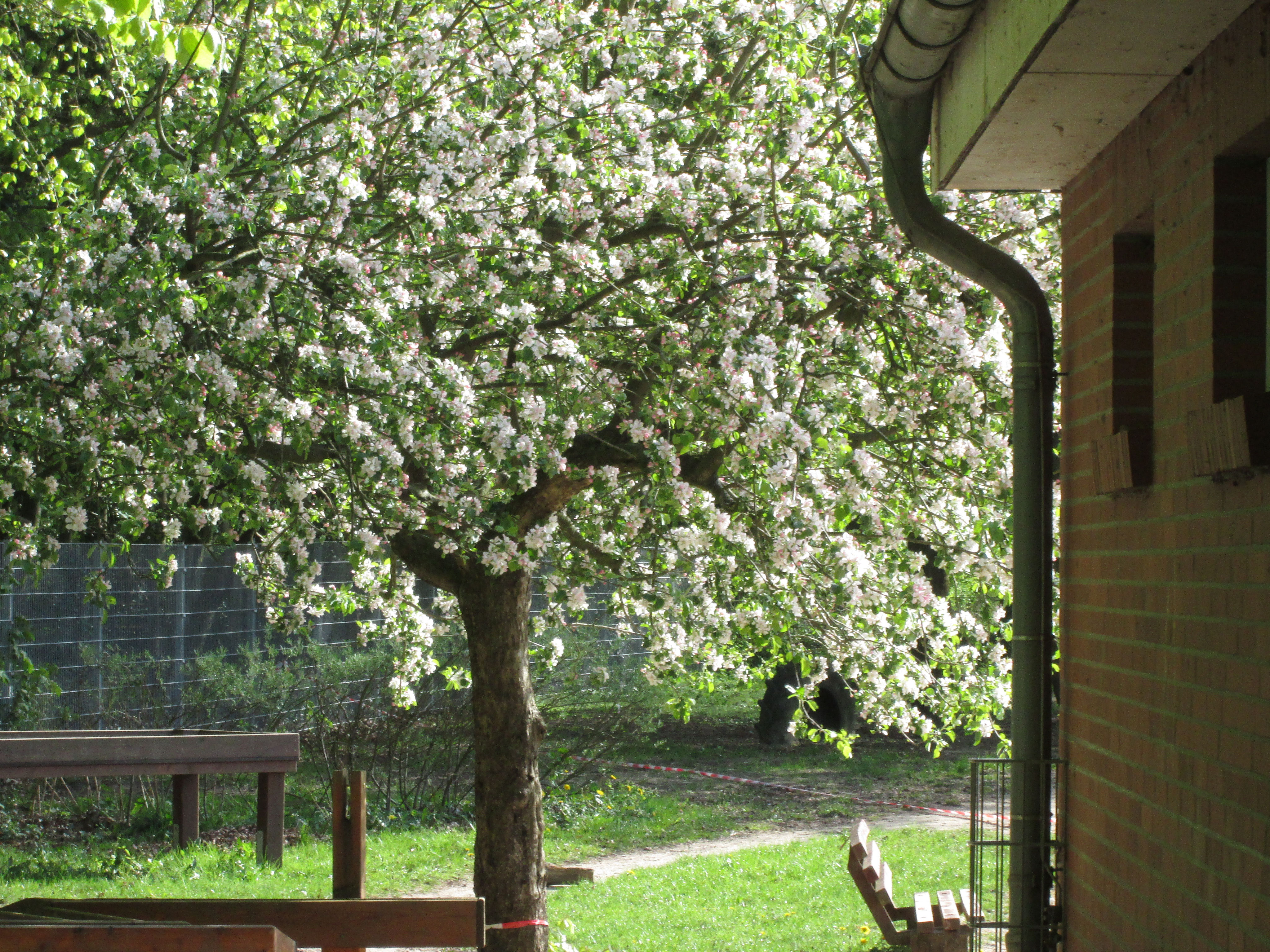 Klinge, kleines Frühlingslied - Kindergarten Aukrug ...
