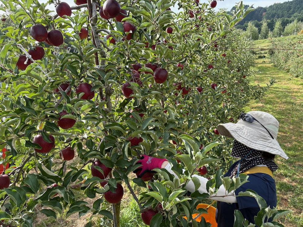 6/26福井紅映 最後の収穫 6/26福井紅映 最後の収穫