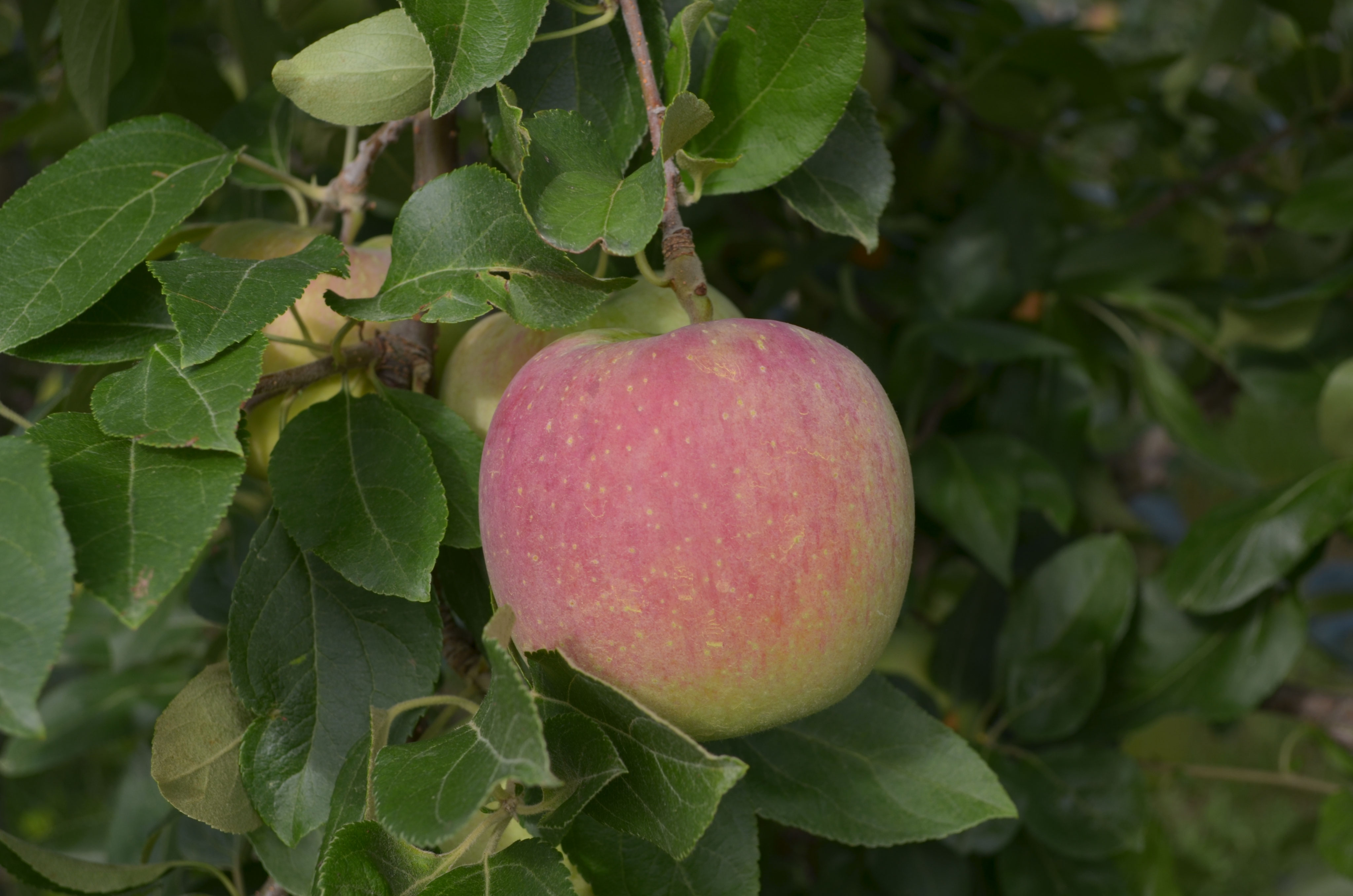 シナノリップ とシナノレッド の収穫近い - 完熟りんご まるす小平果樹園