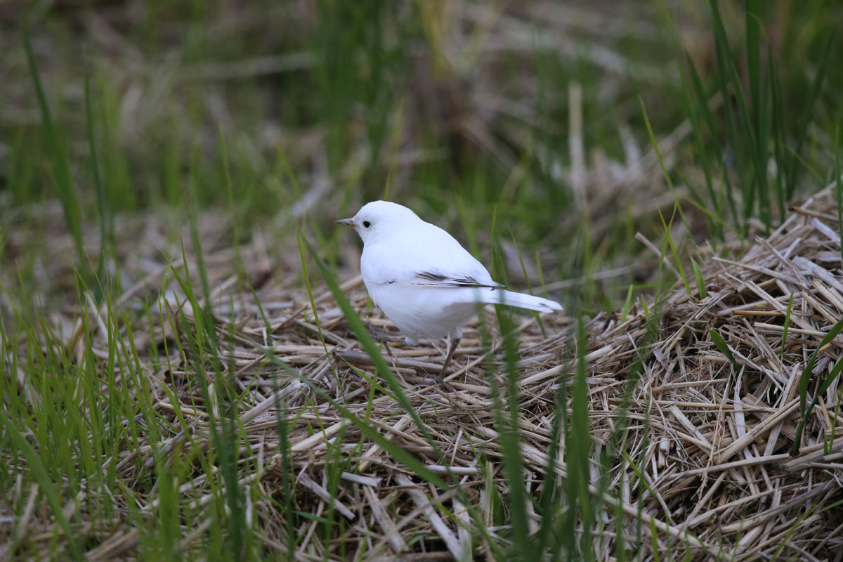伊勢原市の田圃で見た、ホワイト（白色化）ハクセキレイ（白鶺鴒