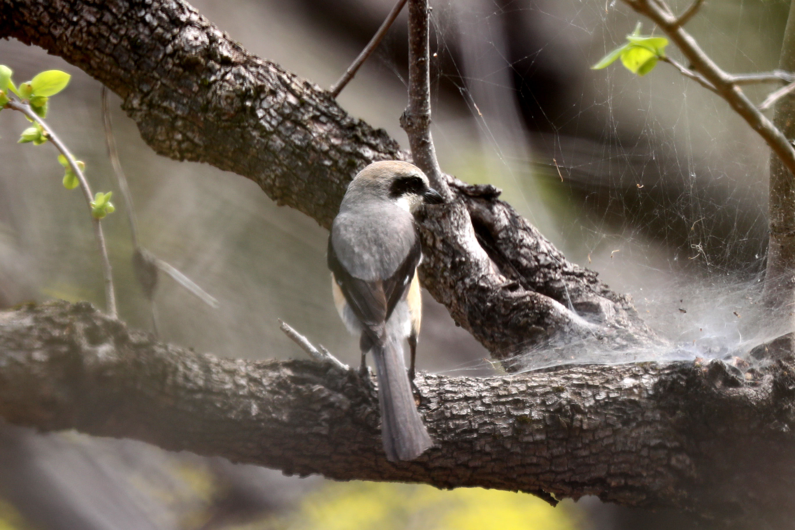 モズ 百舌鳥 にも色んな種類のモズがいるようです コウゲンモズ 高原百舌鳥 を撮影にあきる野市に遠征 Birdspic ページ