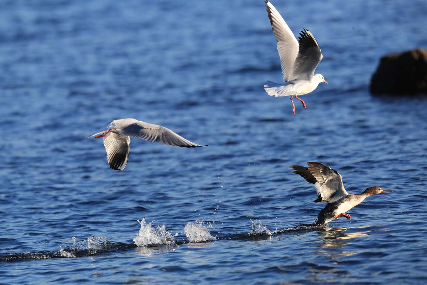相模湾に冬鳥の使者 ウミアイサ 海秋沙 が群れで到着 二組に分かれ岩場に魚を誘導 追い込み漁は漁師顔負け 飛び出た小魚をカモメもご相伴 Birdspic ページ