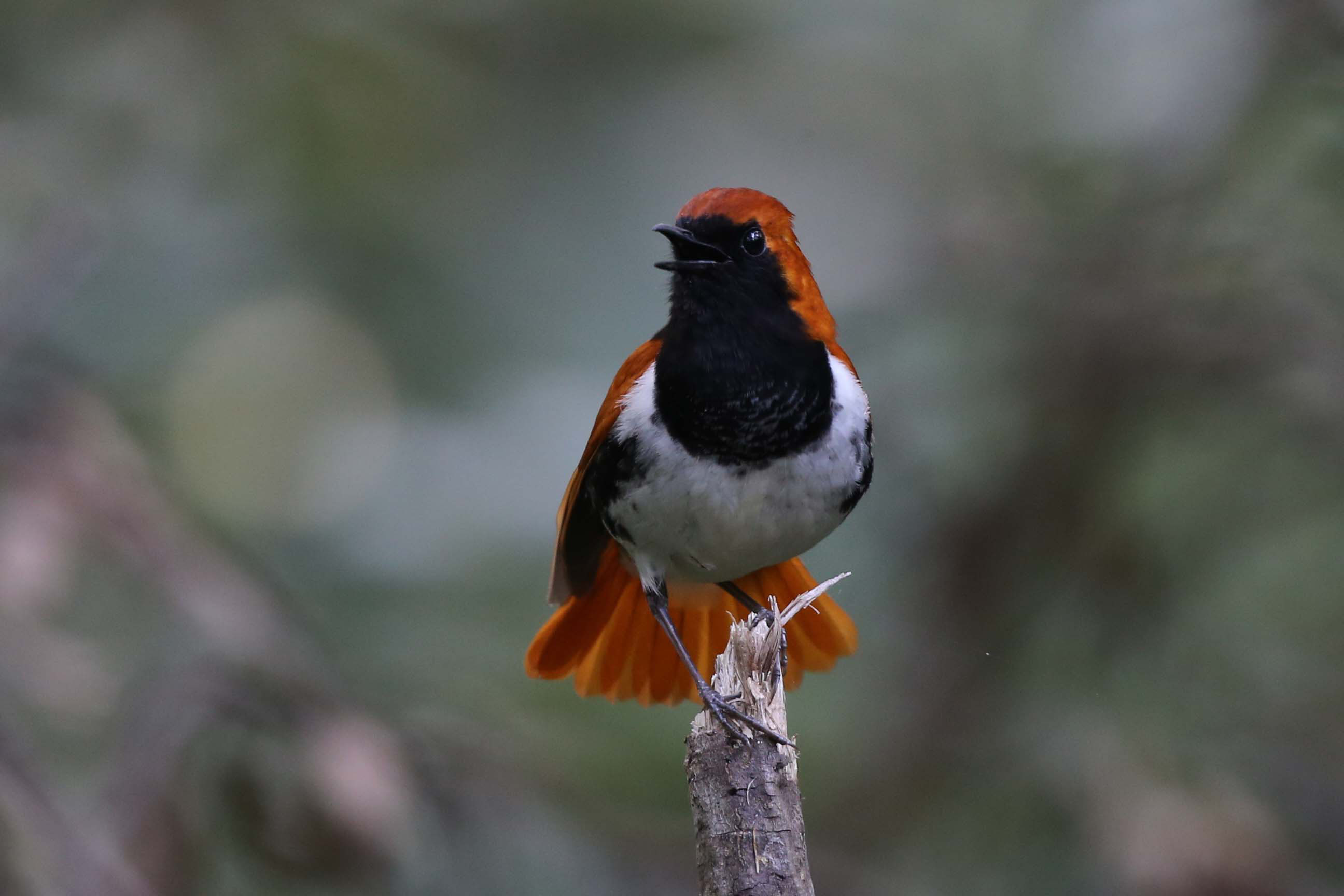 だるだる 超希少天然記念物 ルリカケスの羽   日本の野鳥/鳥の羽根 奄美大島は早くも初夏、国天然記念物のルリカケスやアカヒゲ