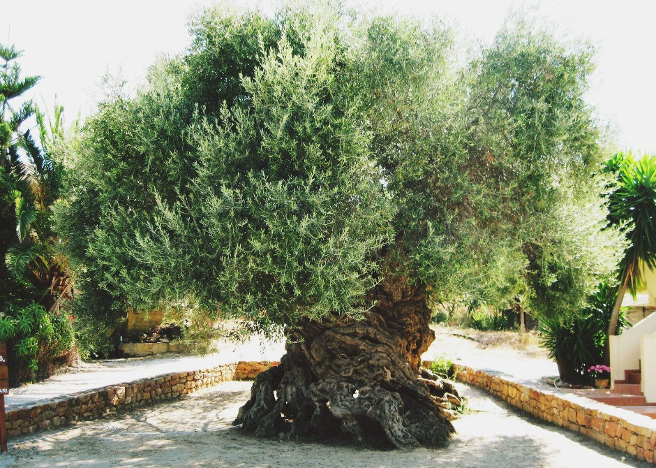 OLIVO DE 4000 AÑOS - MACETEROS Y CELOSIAS