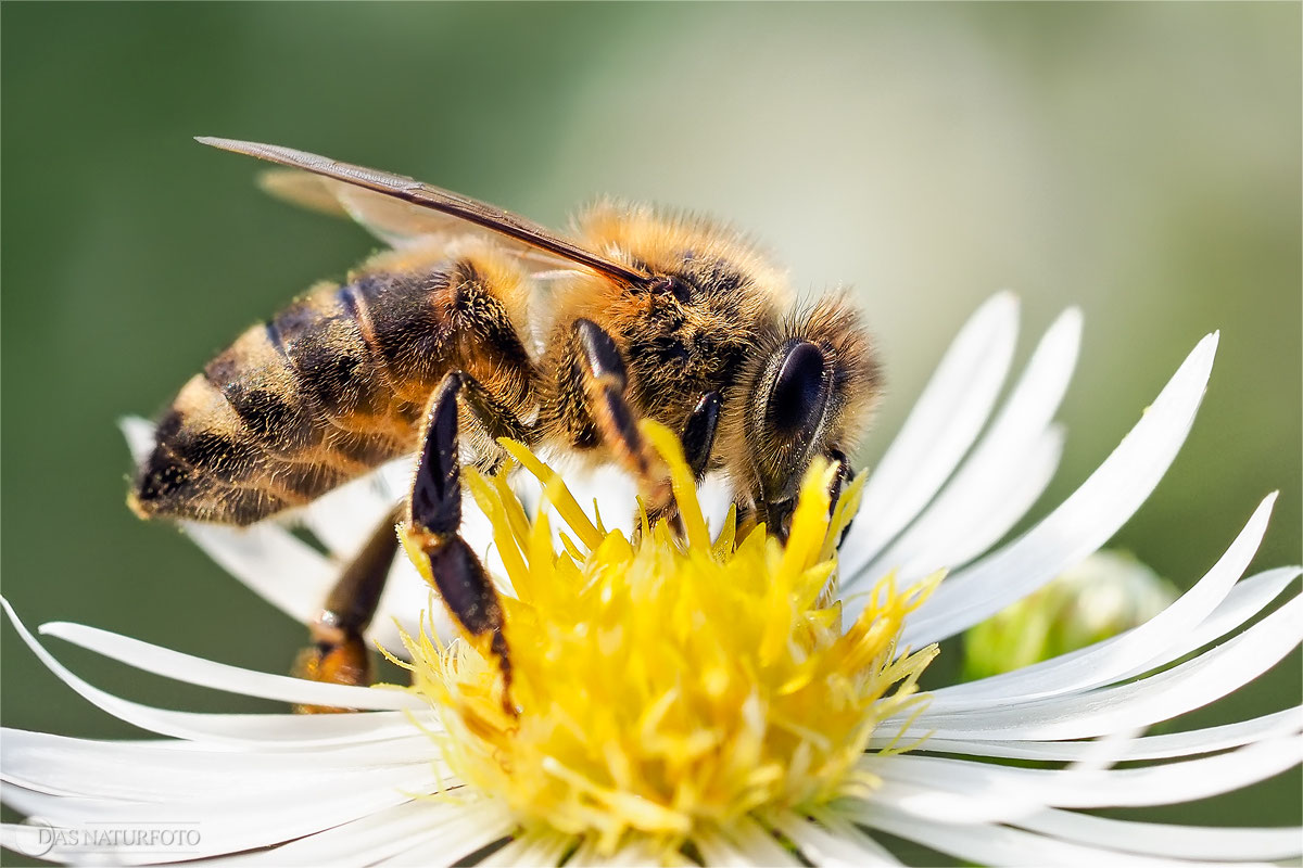 Honigbiene, Bilder, Fotos - Naturfotografie