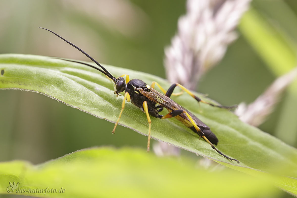 Schlupfwespen, Bilder, Fotos - Naturfotografie